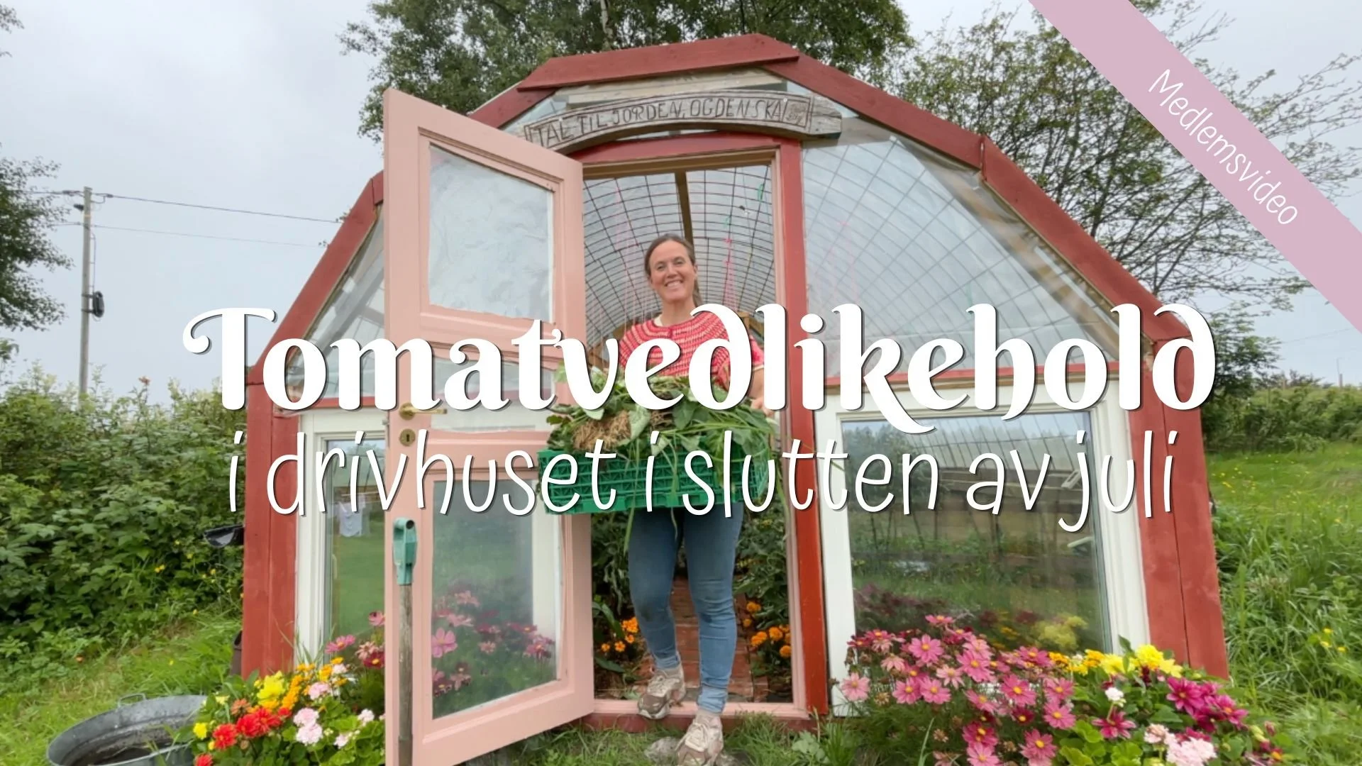 Tomatvedlikehold | Drivhuset i slutten av juli