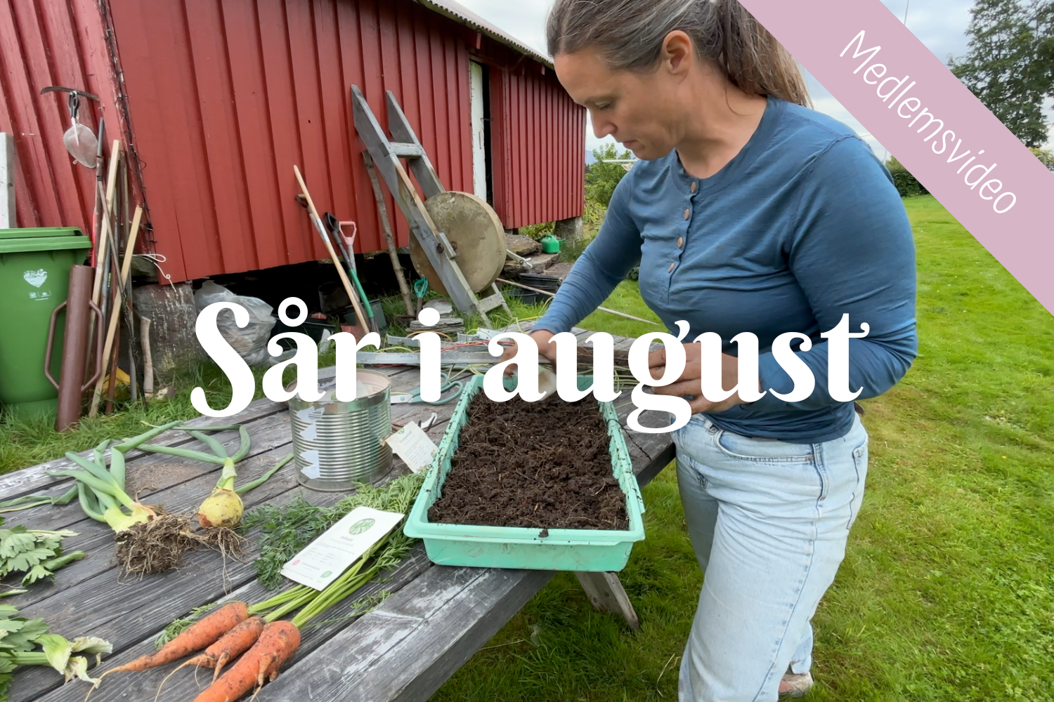 Sår i august