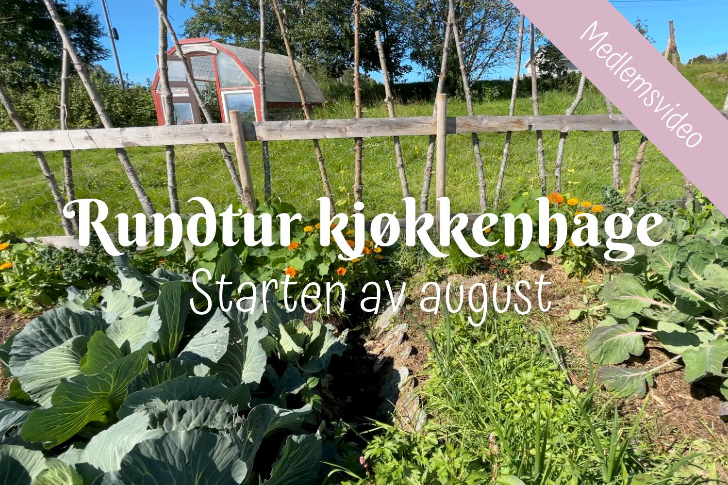 Rundtur kjøkkenhage | Starten av august