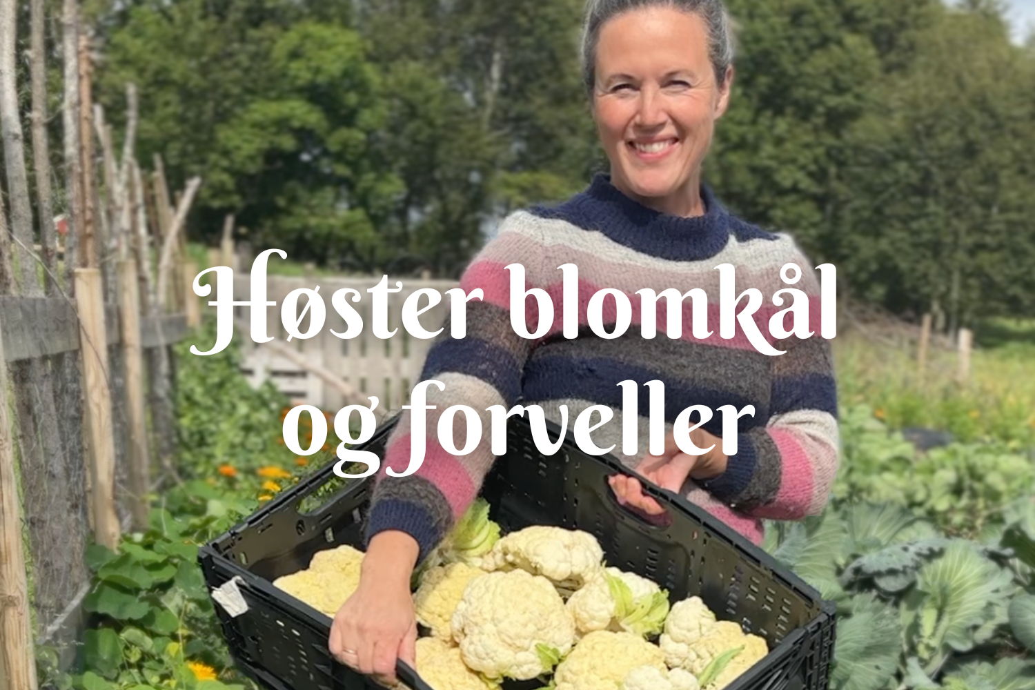 Høster blomkål og forveller