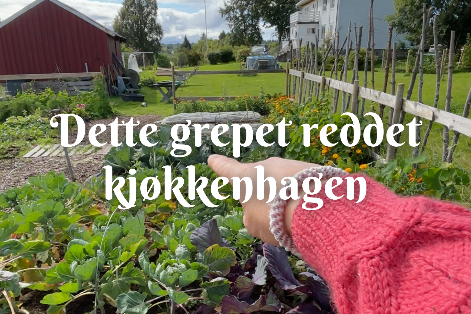Dette grepet reddet sesongen i kjøkkenhagen