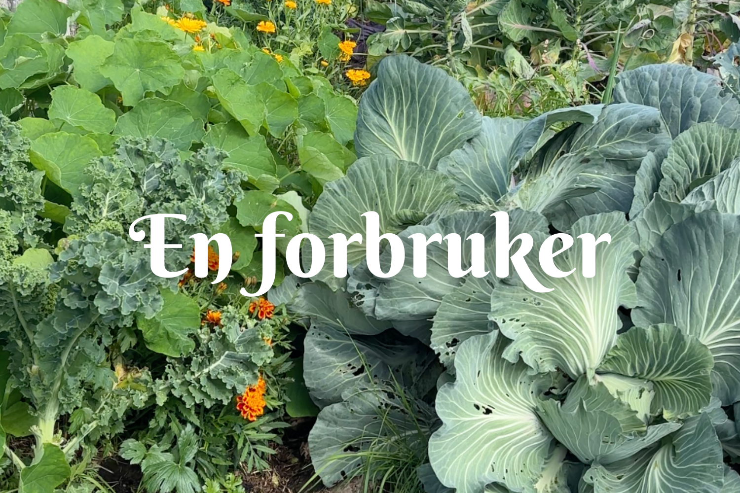 En forbruker