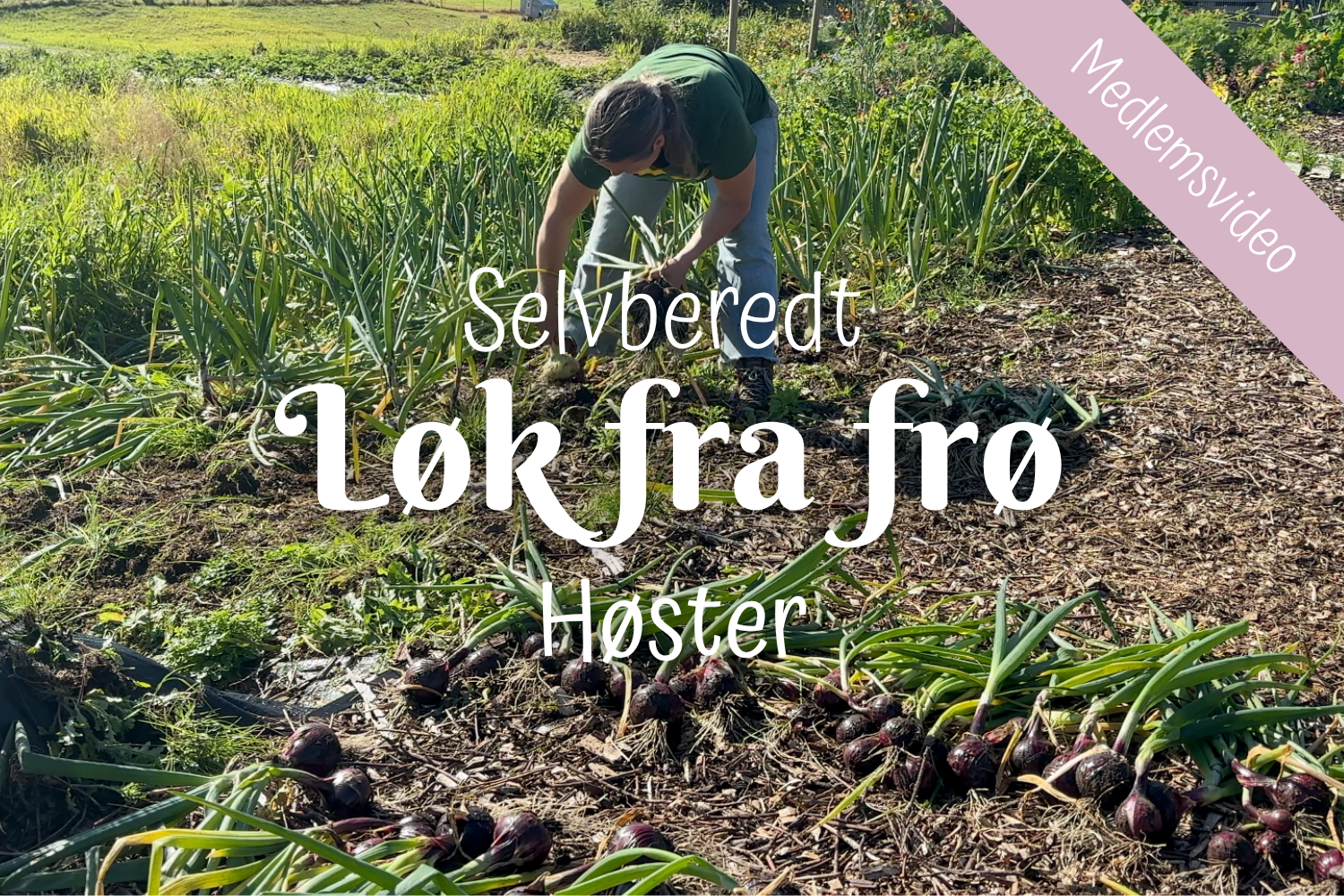 Selvberedt | Løk fra frø | Høster