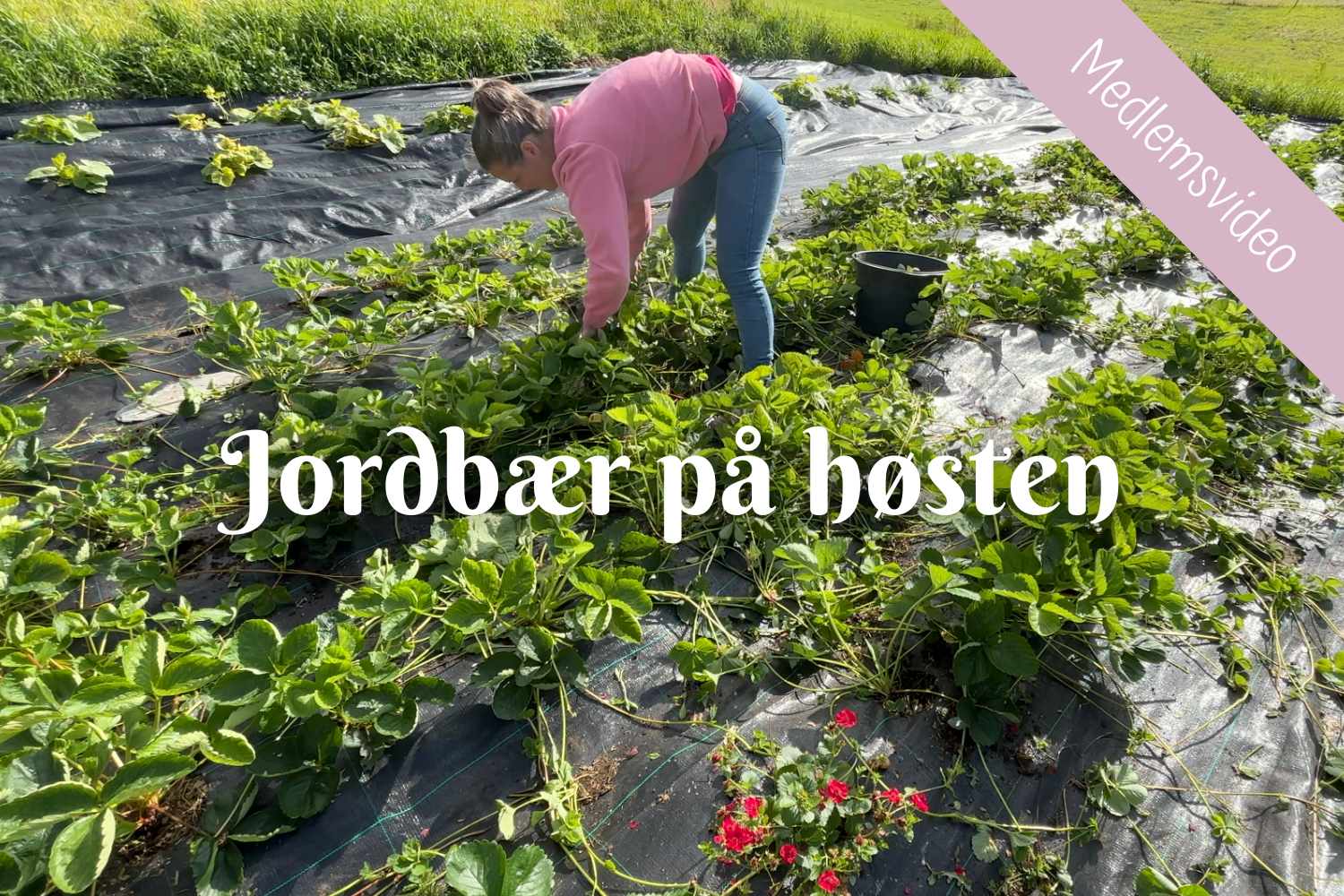 (+) Jordbær på høsten