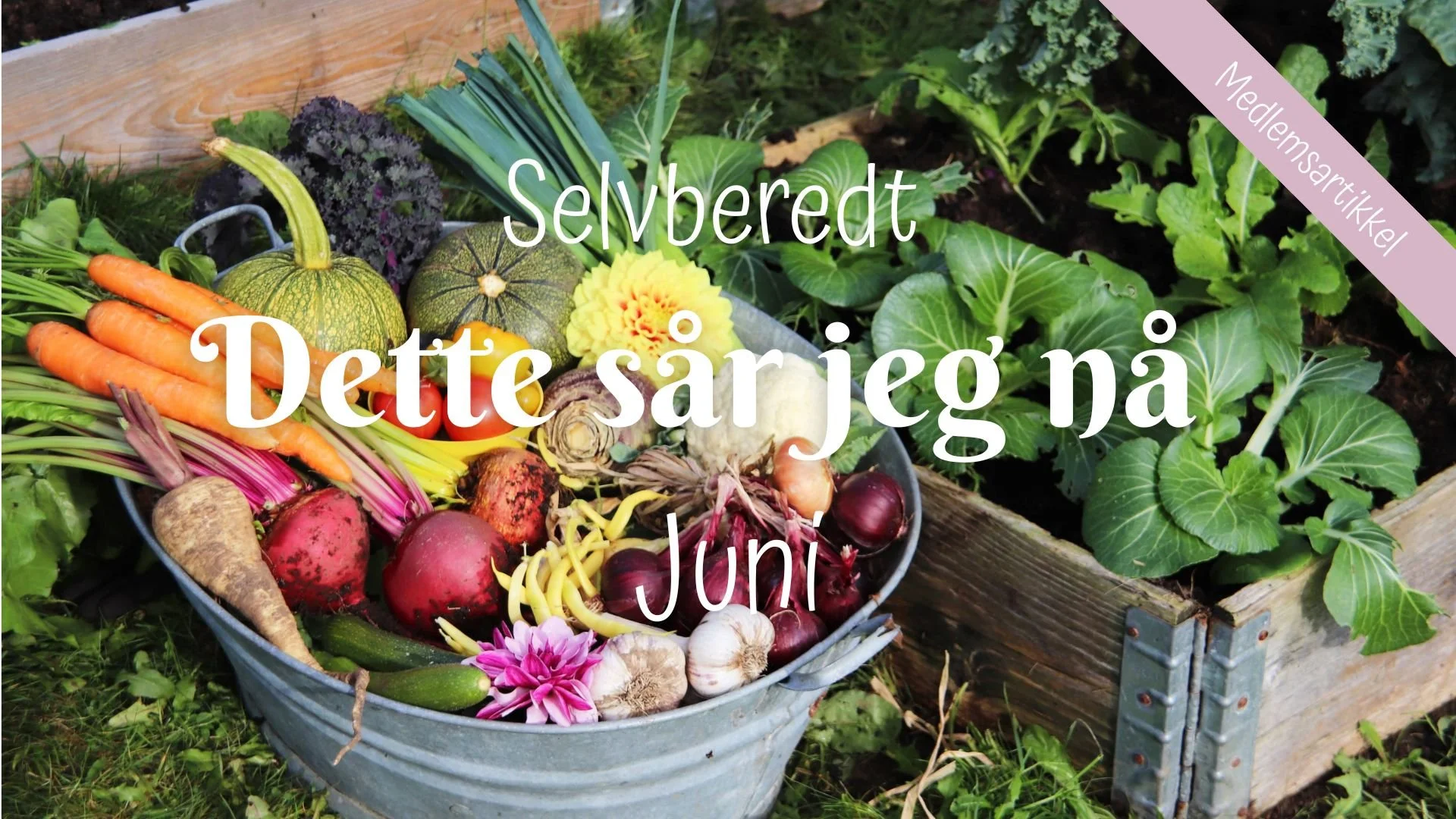 Selvberedt | Dette sår jeg nå | Juni