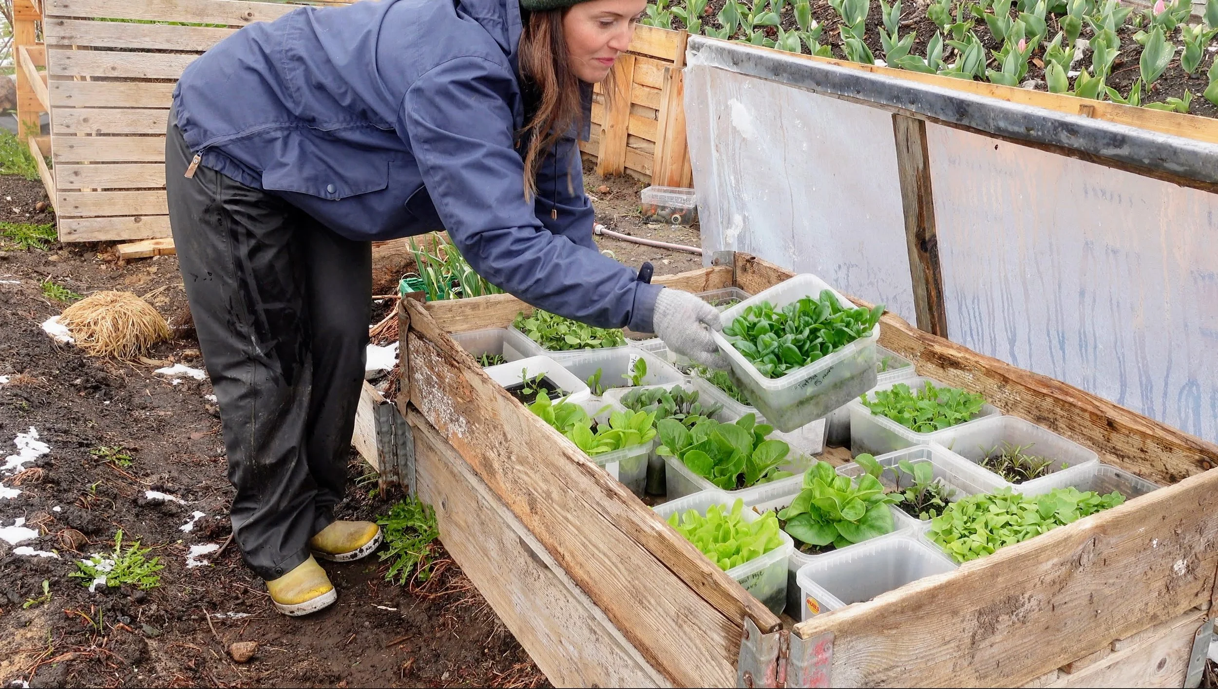 Vinterdyrke uten drivhus