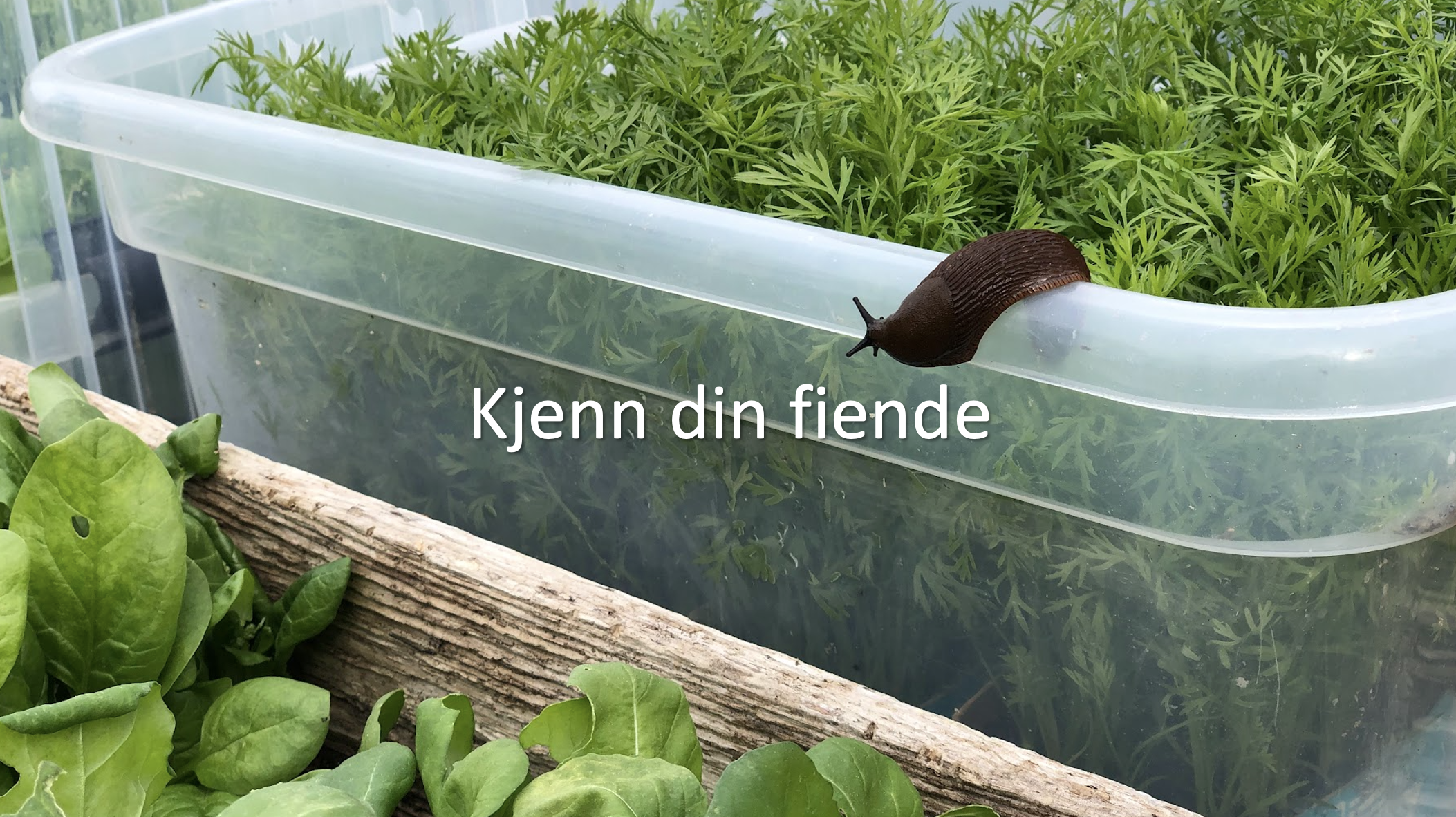 Slik bekjemper du snegler