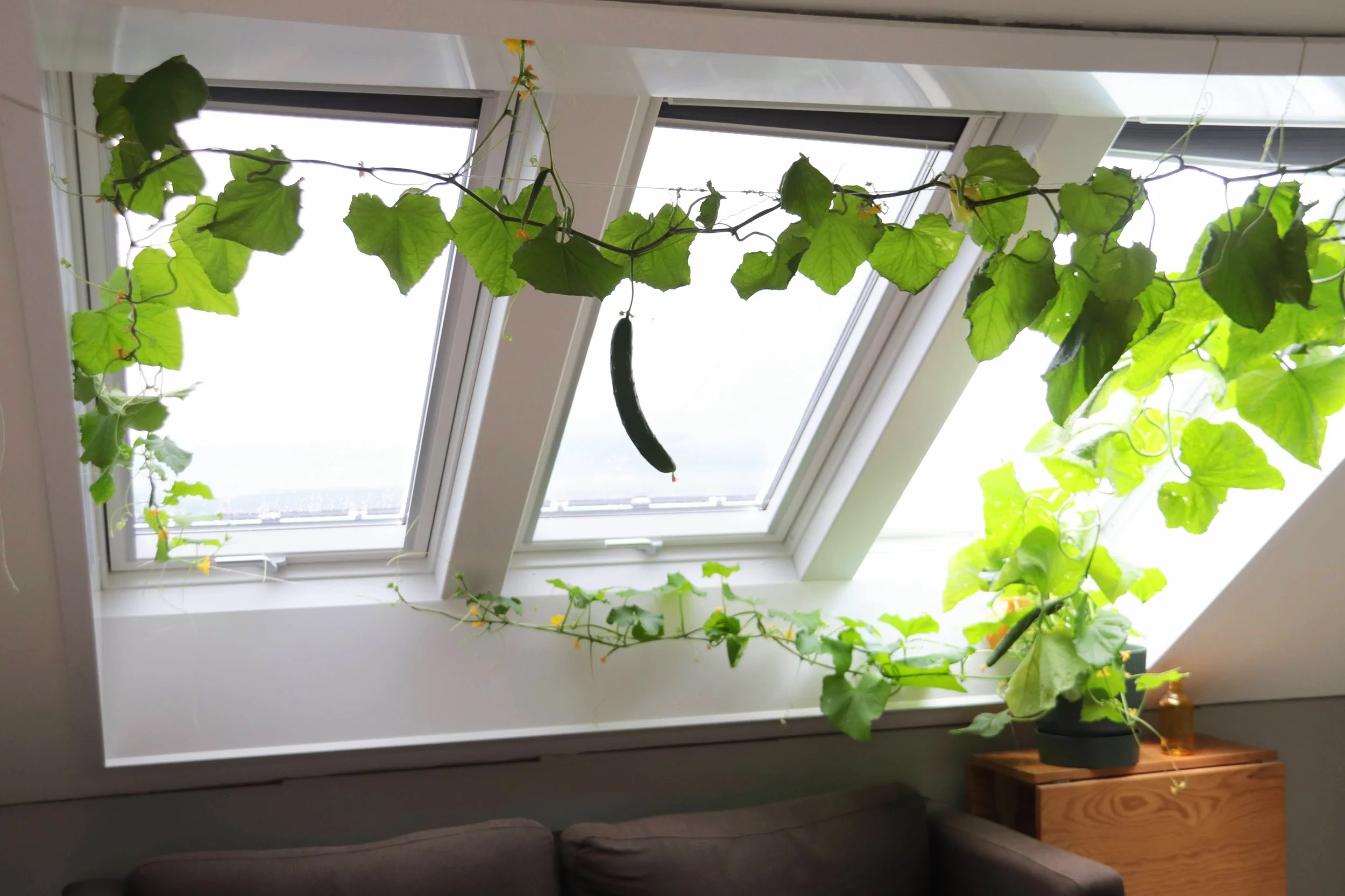 Utfordring - #Agurkutsikt