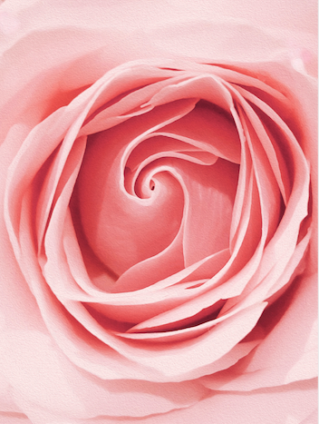 La rose : une huile essentielle au grand cœur