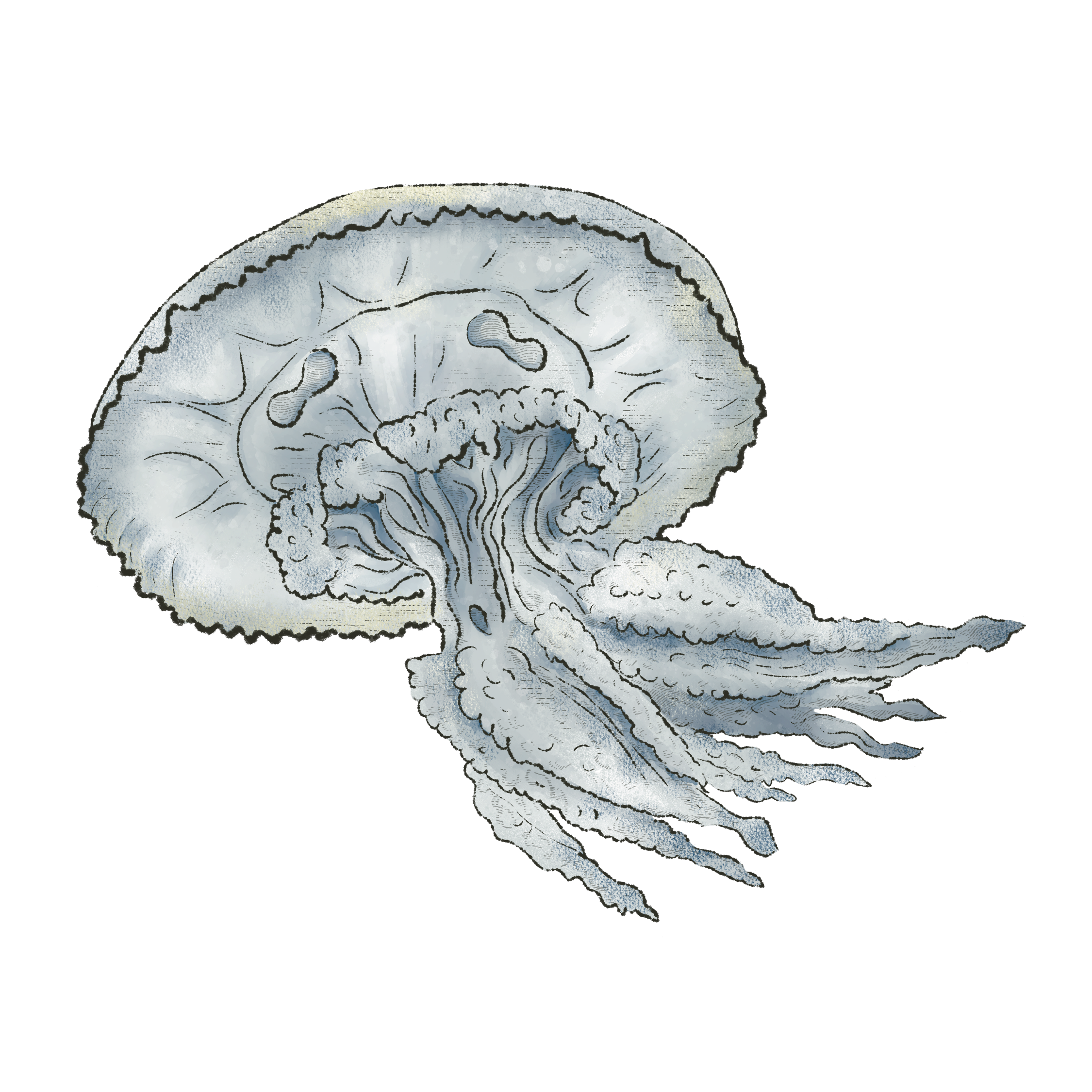 Jellyfish