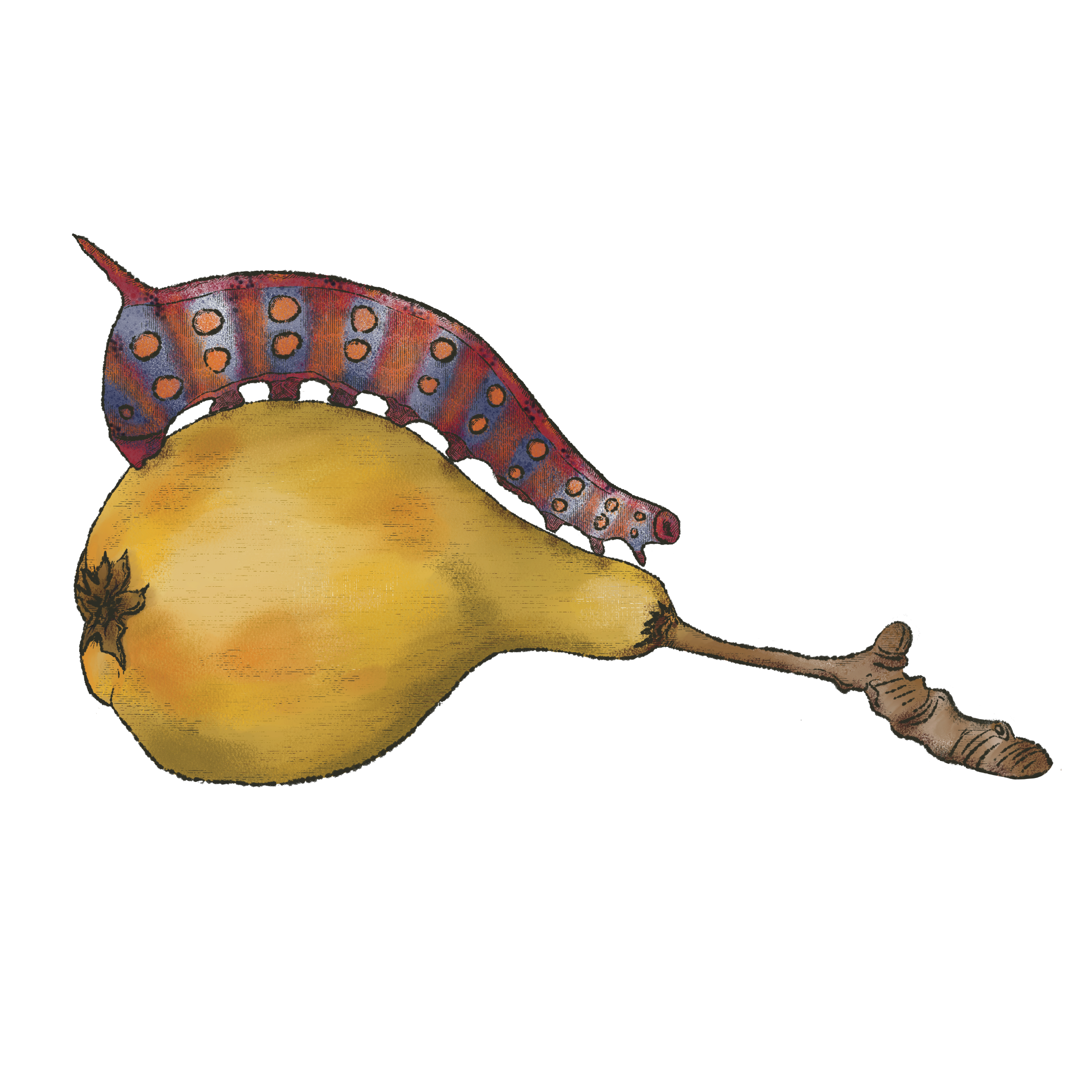 Caterpillar on Pear