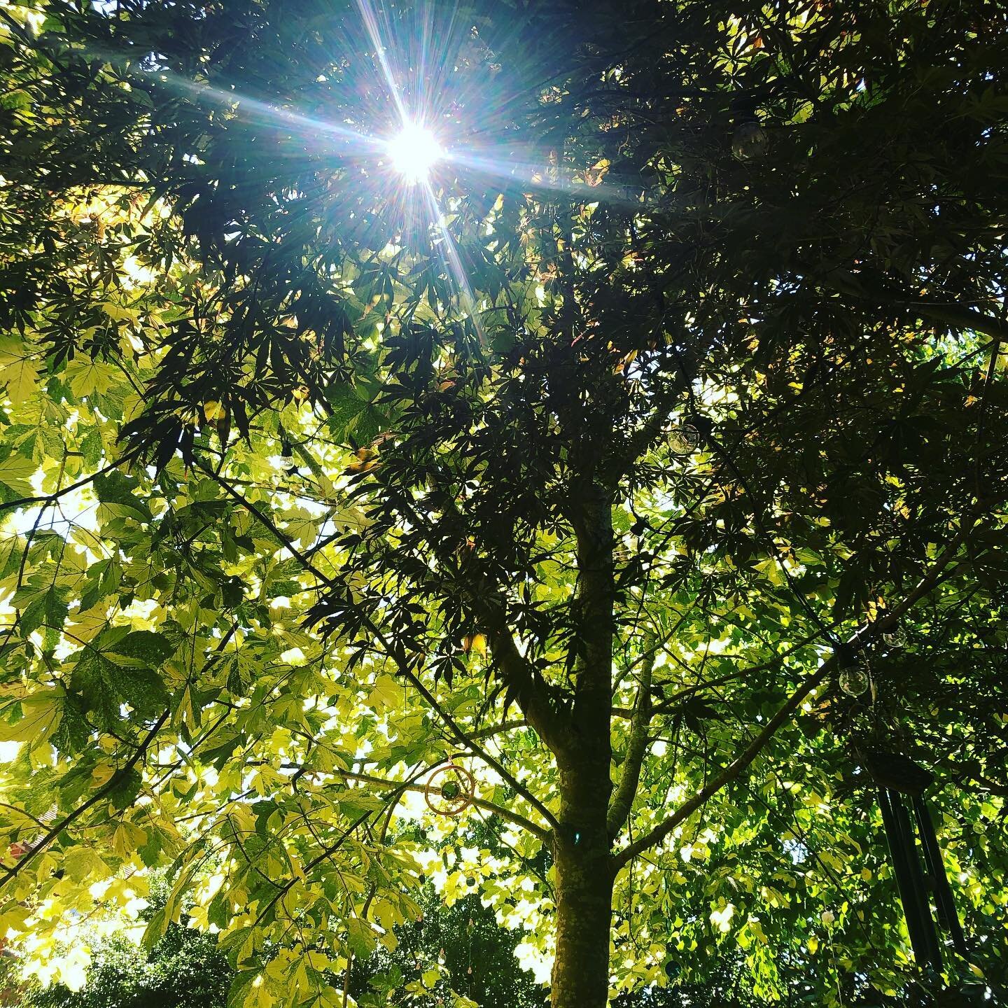 My office walls are green, what colour are yours! 💚💚💚 #workfromhome #gardenoffice #treesofinstagram #finallysomesunshine☀️ #summer2020 #selfemployed