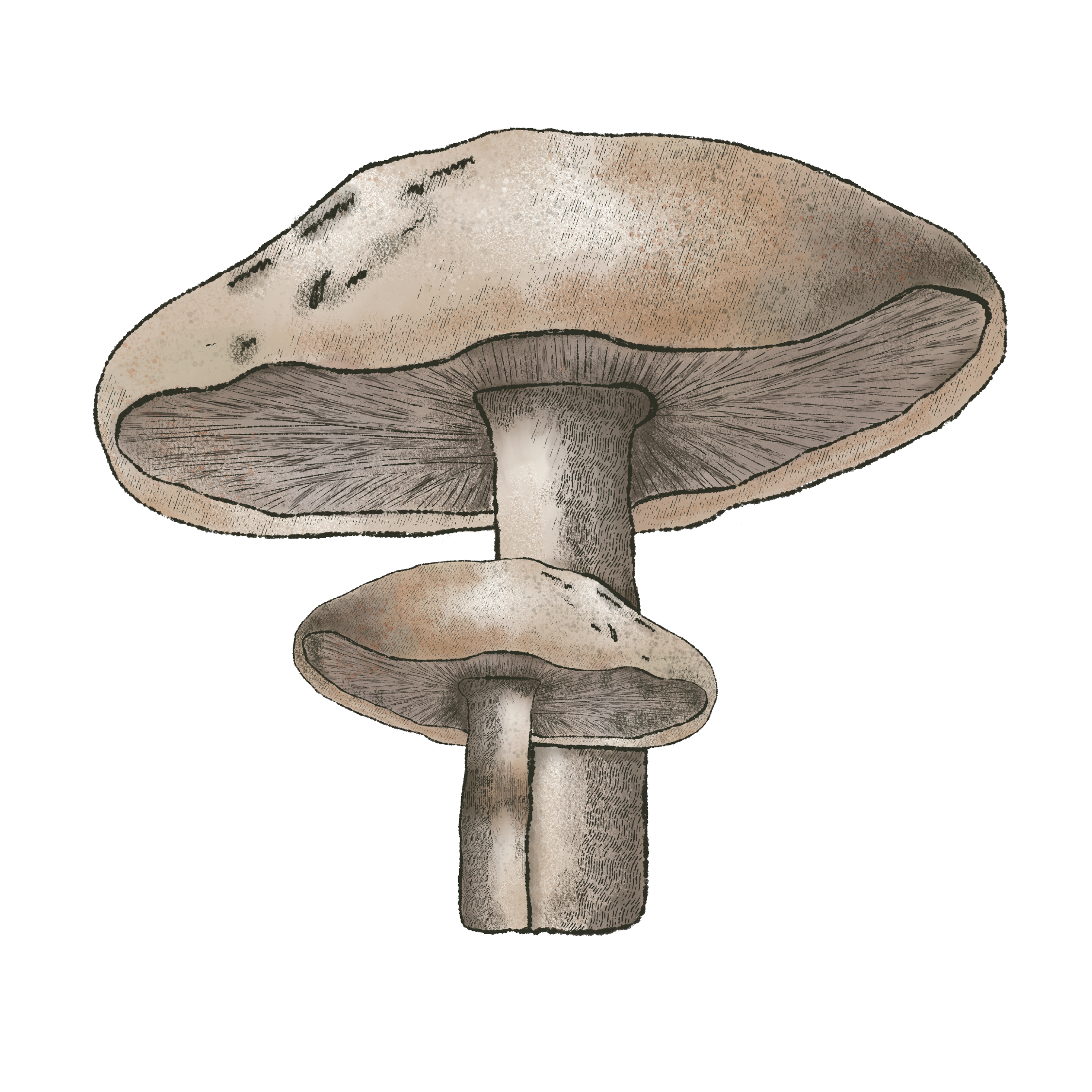 Mushrooms