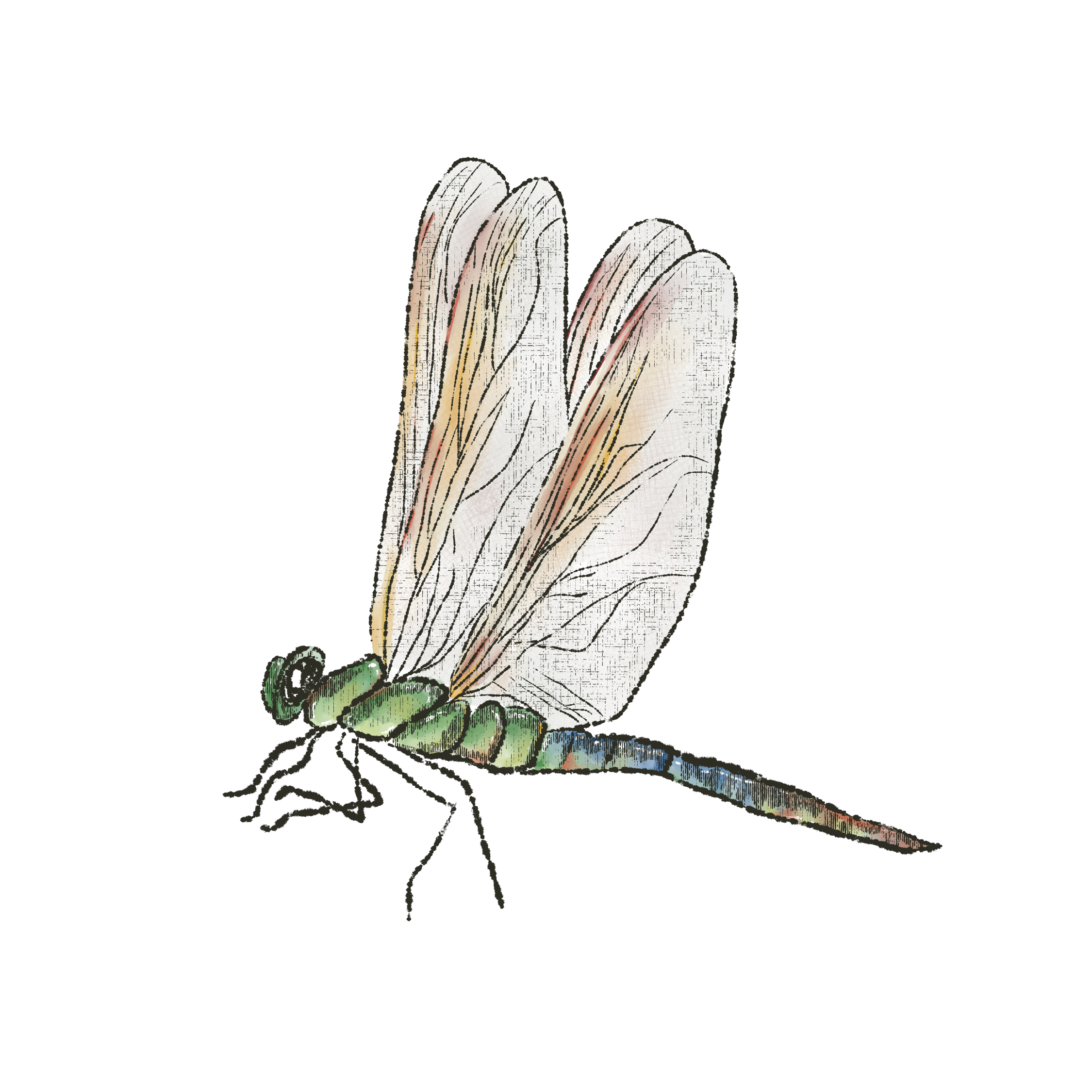 Dragonfly