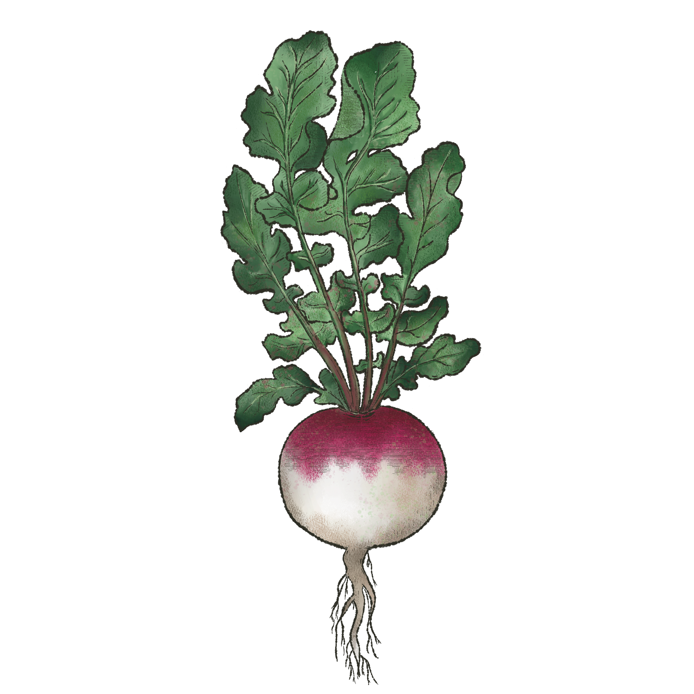 Radish