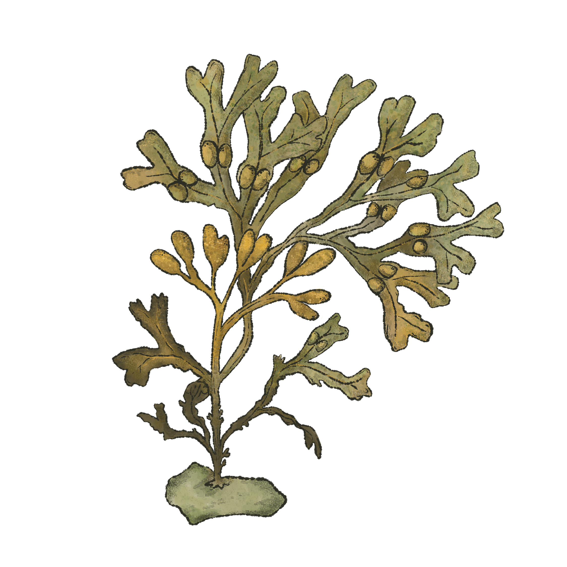 Seaweed