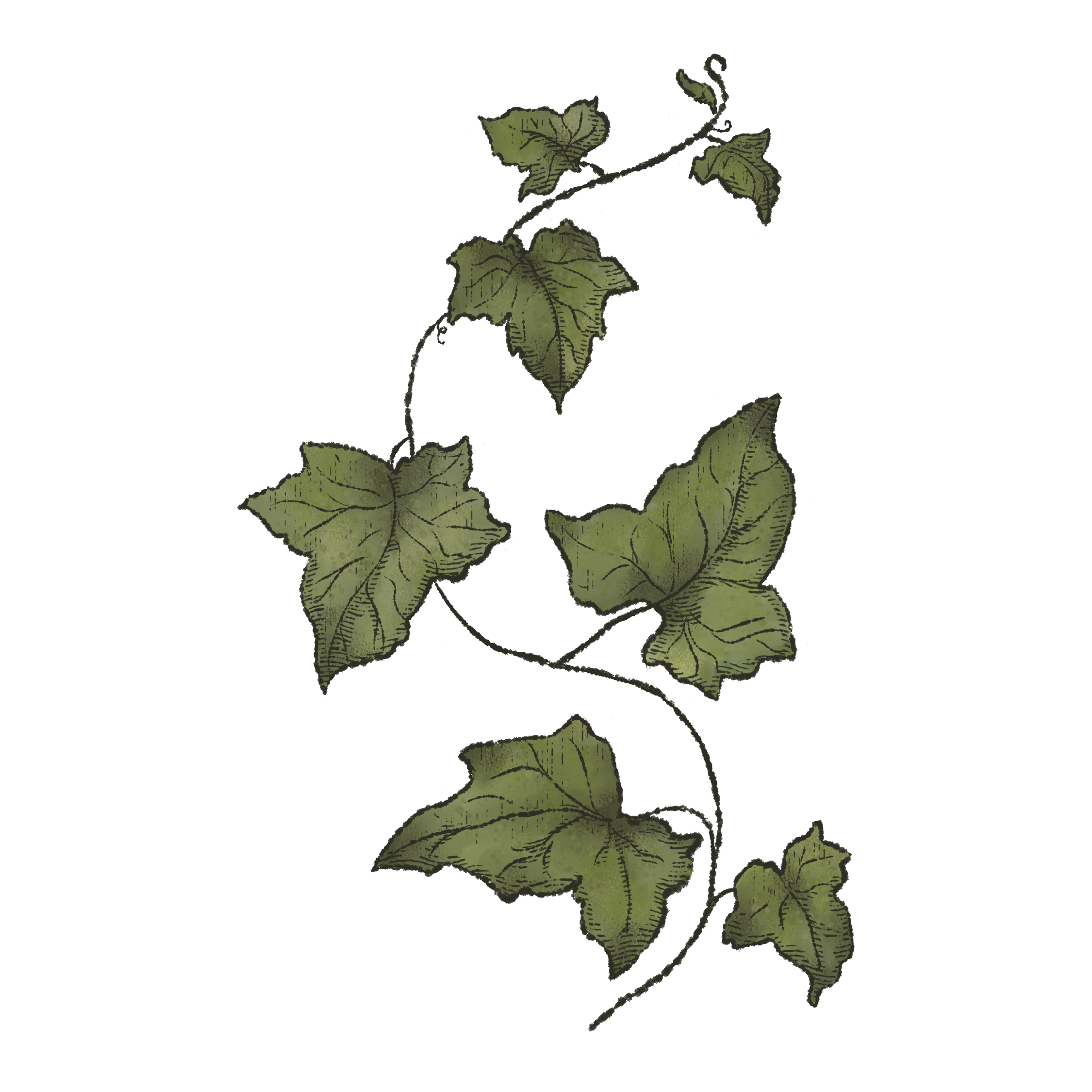 Ivy