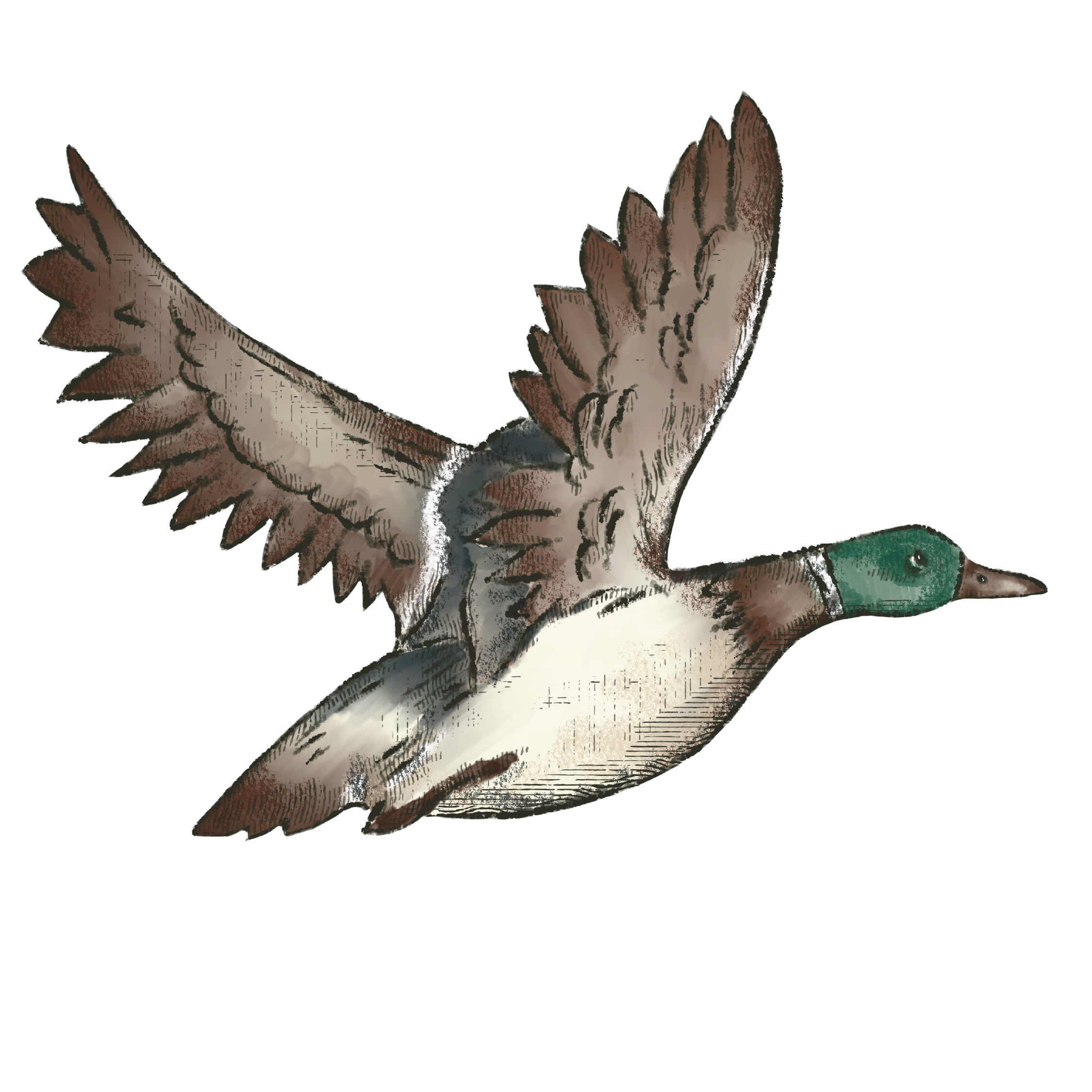 Flying Duck