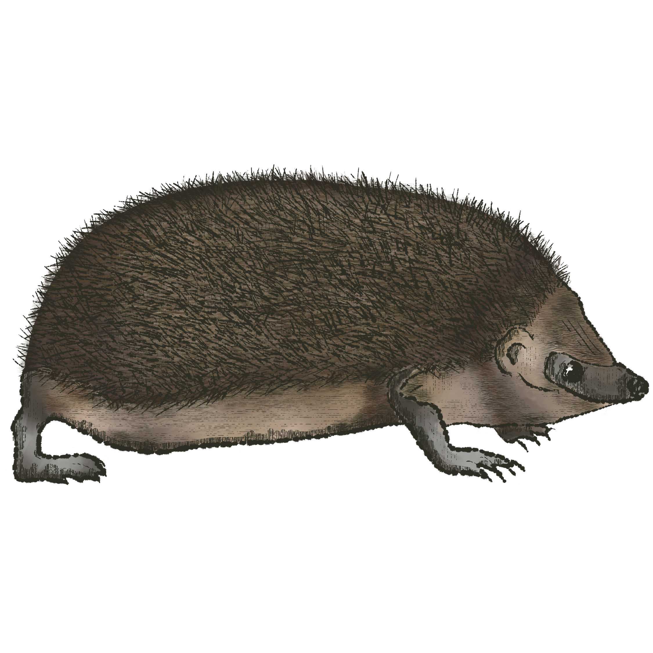 Hedgehog