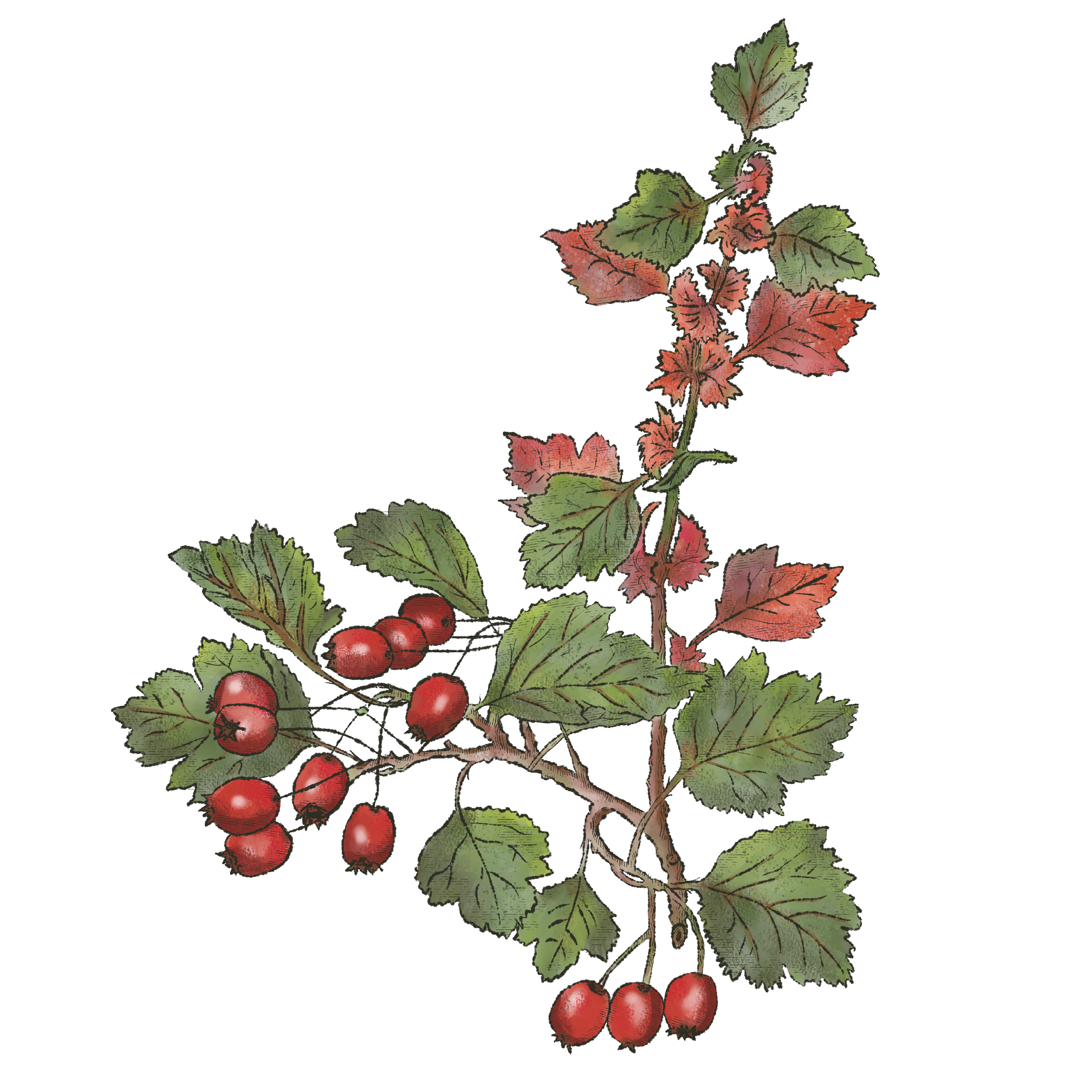 Berries