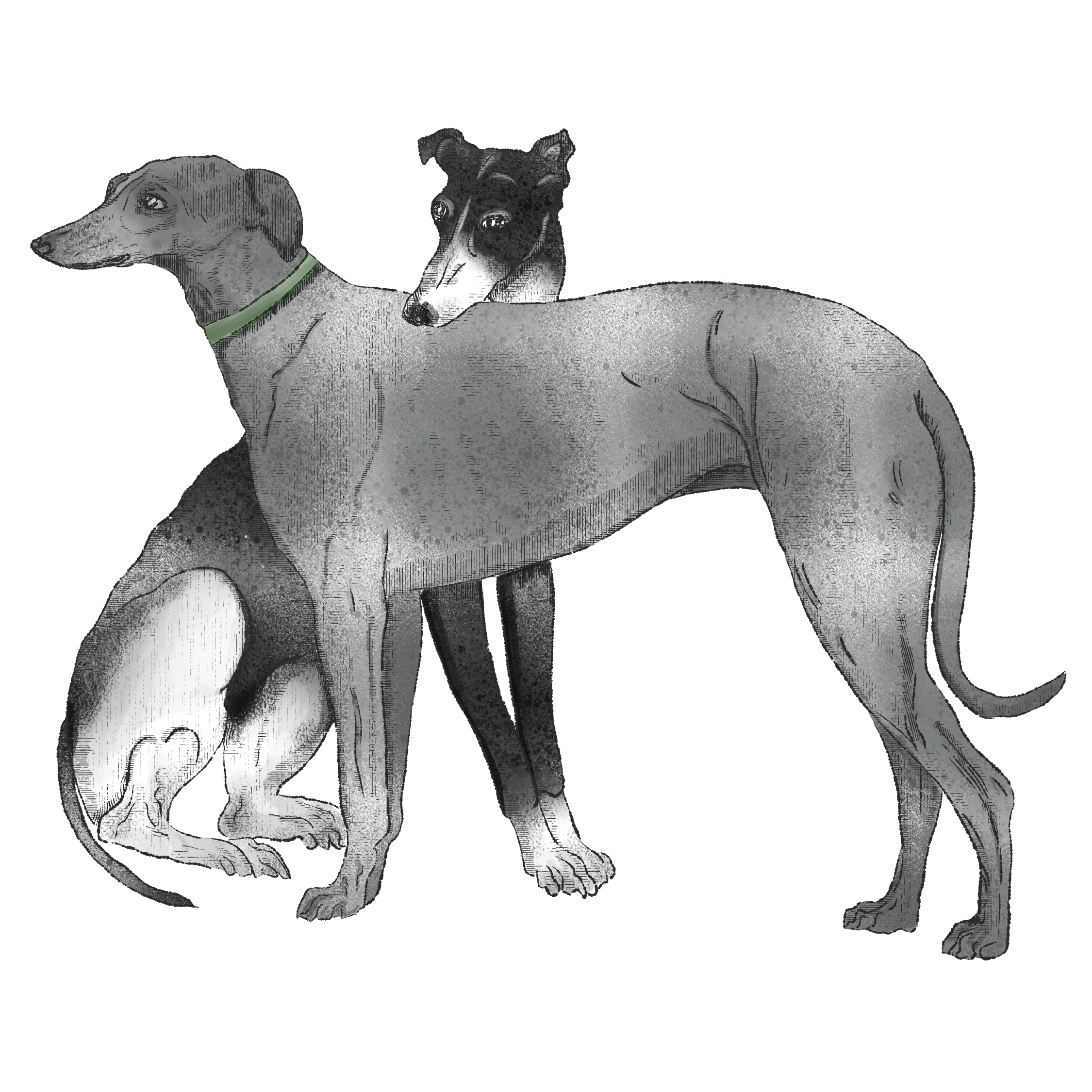 Dogs