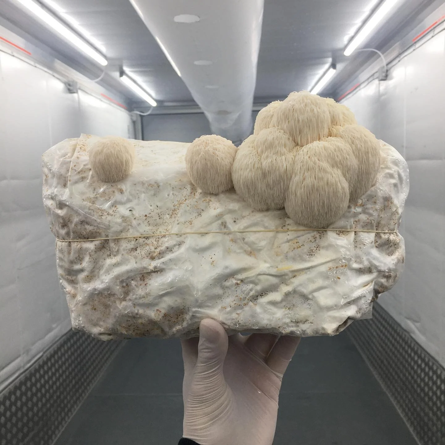 LION&rsquo;S MANE FOR XMAS AND NYE 🤍
Yes, the rumors are true: Lion&rsquo;s Mane (da: pindsvinepigsvamp) is back on the menu! We have a batch ready for you, available on our webshop. Organic and Refshale&oslash;en-grown as always ❤️&zwj;🔥

Pickup i