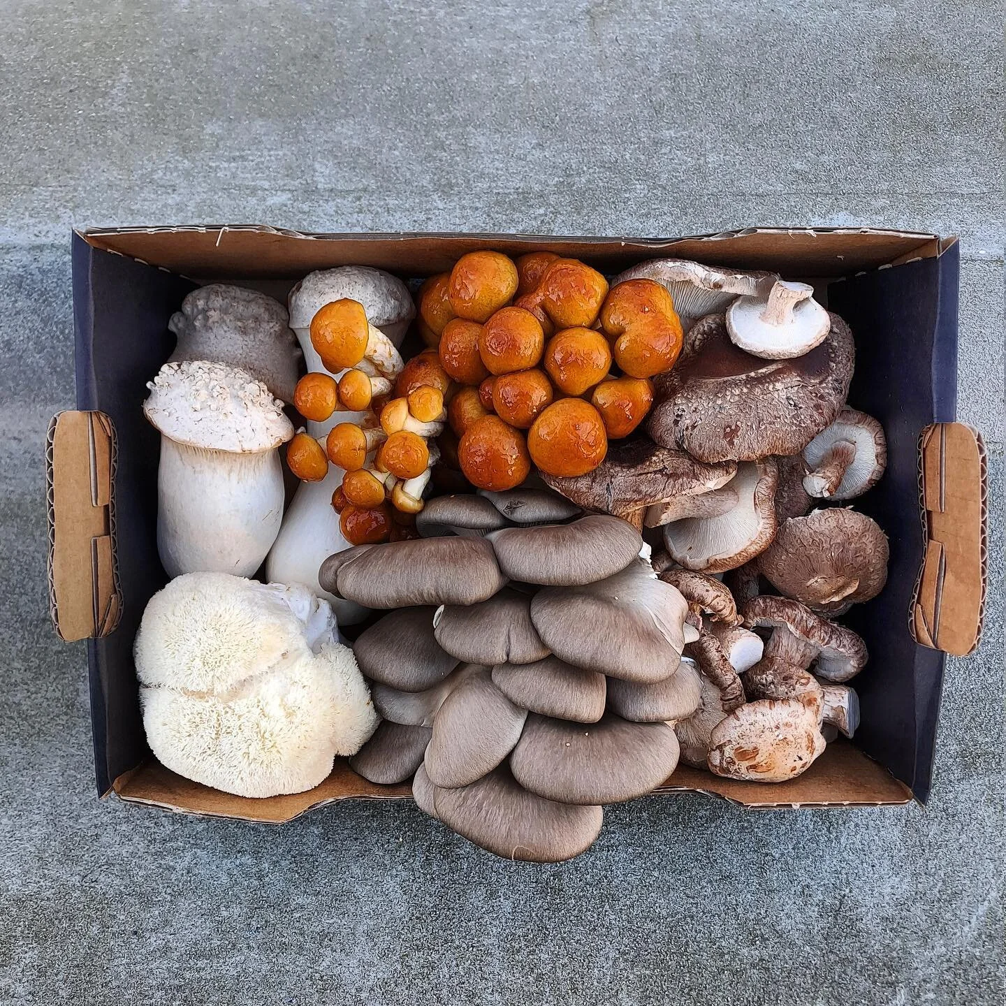 HJ&AElig;LP!
Vi har eksperimenteret med at &oslash;ge vores udbytte, og nu har vi mange flere &oslash;kosvampe end beregnet😅
F&aring; 40% rabat p&aring; alt i vores webshob, som dette 1 kg mix for 150kr.
Vi leverer i hele K&oslash;benhavn (postnr. 1