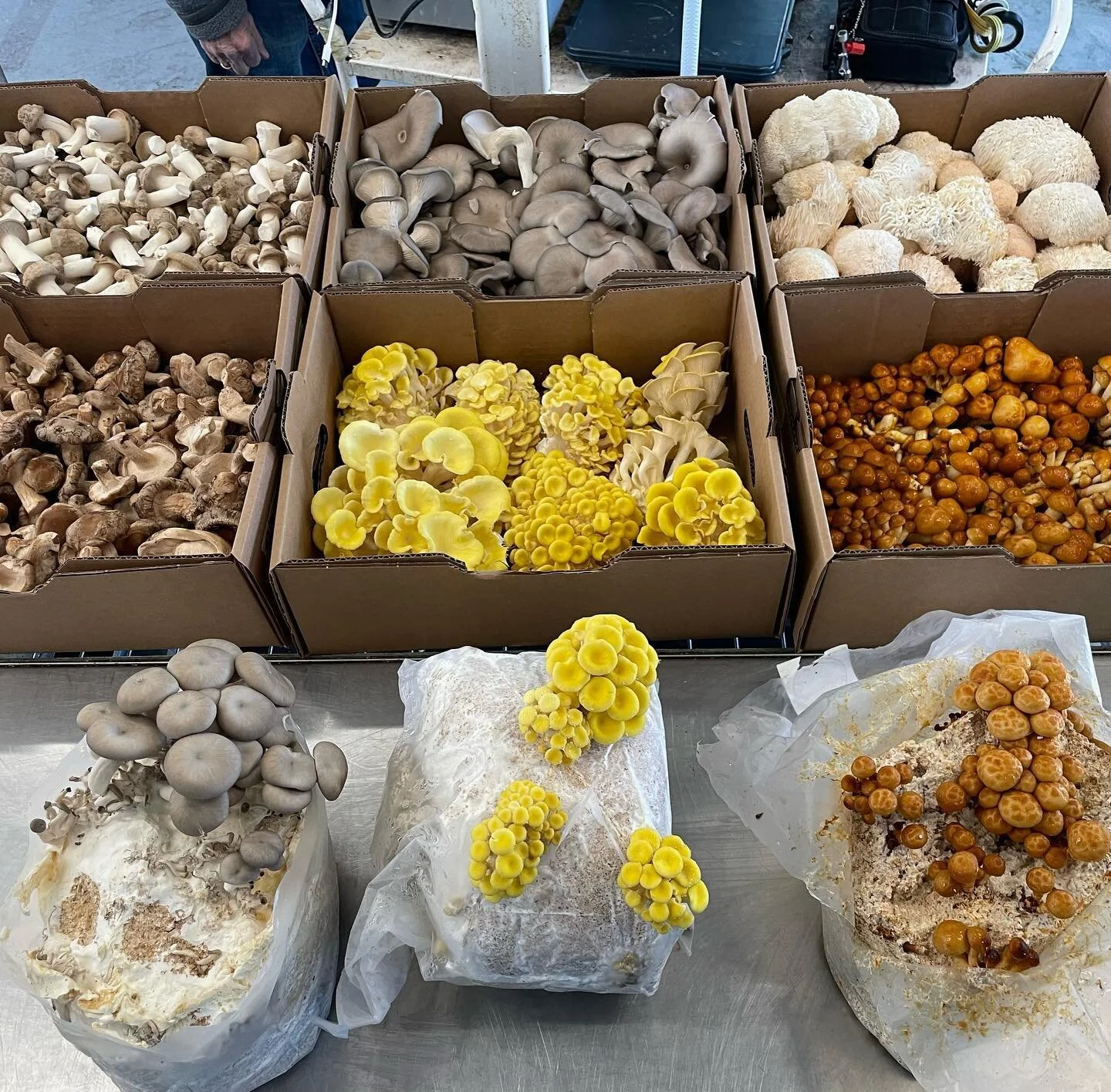 Lokale &oslash;kosvampe til p&aring;skefrokostbordet? Spar 25% p&aring; alt! 🌞

Brug koden PAASKESVAMPE og f&aring; rabat p&aring; hele din bestilling p&aring; vores webshop. Levering onsdag d. 5/4, eller afhentning i vores produktion p&aring; Refsh