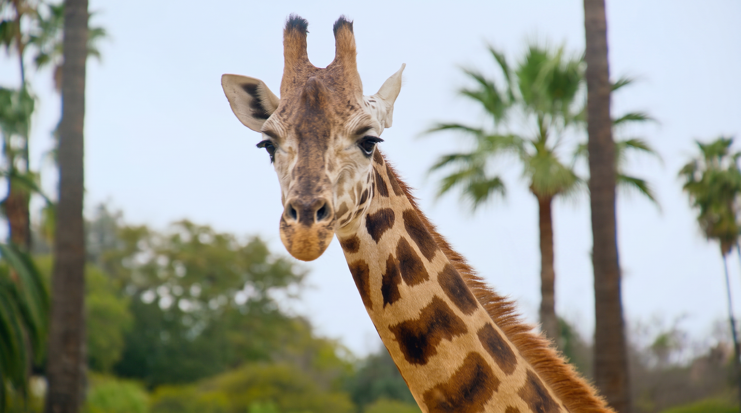 San Diego Zoo