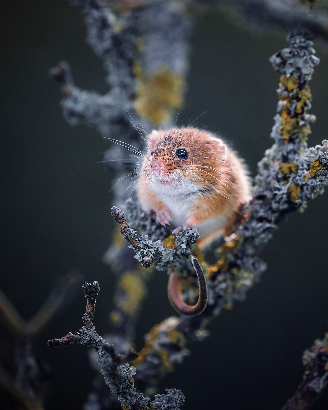 I look at cheese this exact same way 🧀
&mdash;
Faye x
⠀⠀⠀⠀⠀⠀⠀⠀⠀⠀⠀⠀
⠀⠀⠀⠀⠀⠀⠀⠀⠀⠀⠀⠀
⠀⠀⠀⠀⠀⠀⠀⠀⠀⠀⠀⠀
⠀⠀⠀⠀⠀⠀⠀⠀⠀⠀⠀⠀
⠀⠀⠀⠀⠀⠀⠀⠀⠀⠀⠀⠀
-------------------------------------
#mouse #harvestmouse #wildlifephotography #earthfocus #wildplanet #naturehippys #whywelovena