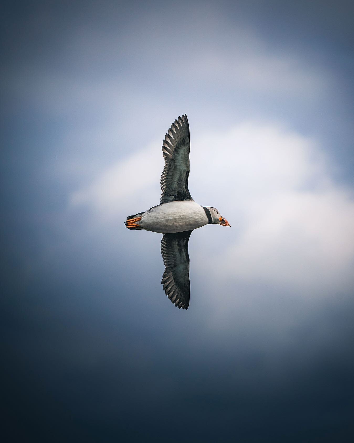 This is how we fly (Part l)

First of a little mini series of puffins in flight. This particular bird looks graceful and elegant, but if you&rsquo;ve ever seen a puffin fly you&rsquo;ll know they actually sort of hang in the air in much the same way 