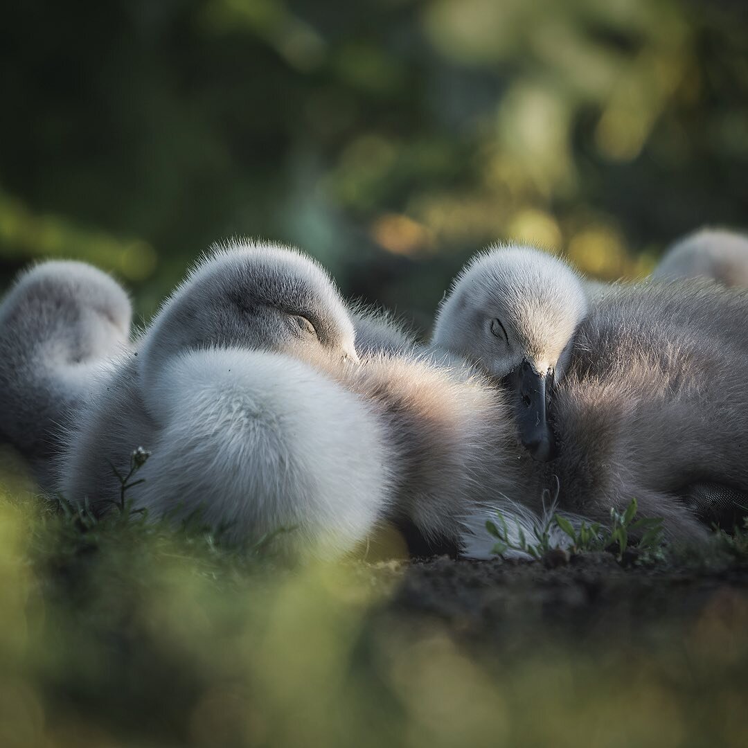 Are nap dates a thing? Because that&rsquo;s something I could work with.

How cute are these baby swans having a cuddly nap sesh?!
&mdash;
Faye x