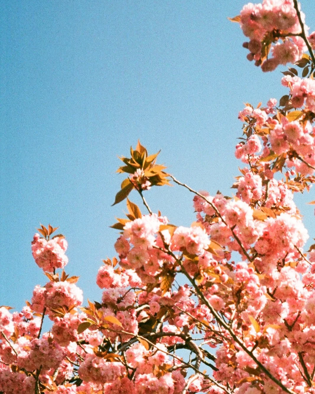 BLOOM-6.jpg