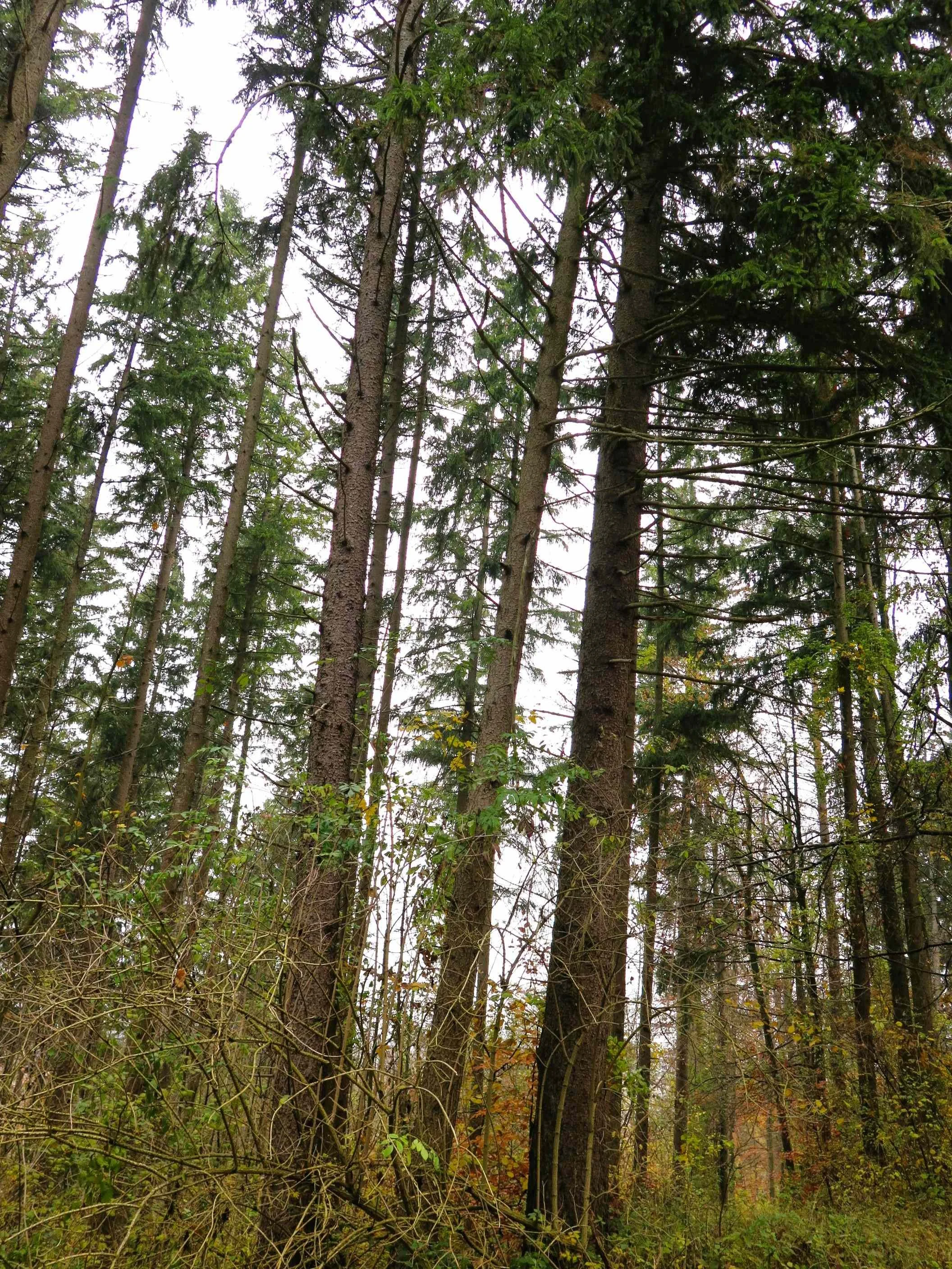 Wald-Grundstück bei Reichertsheim