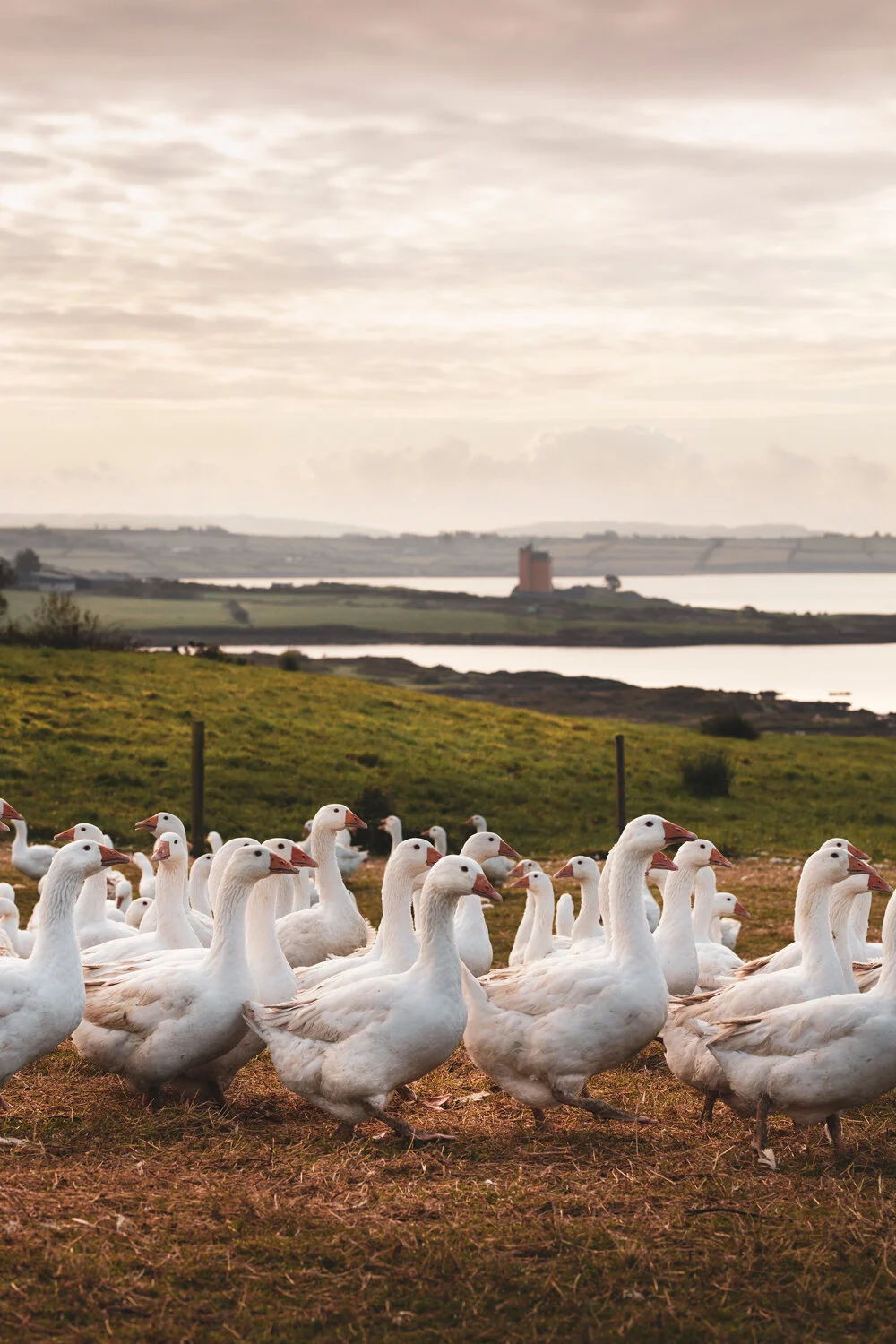 Irish Country Magazine/Skeaghanore Farm