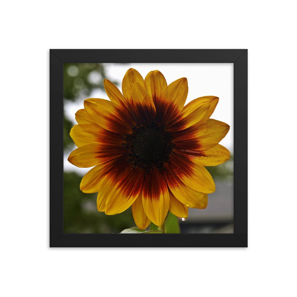 enhanced-matte-paper-framed-poster-(in)-black-10x10-transparent-622cae5f998f2.jpg