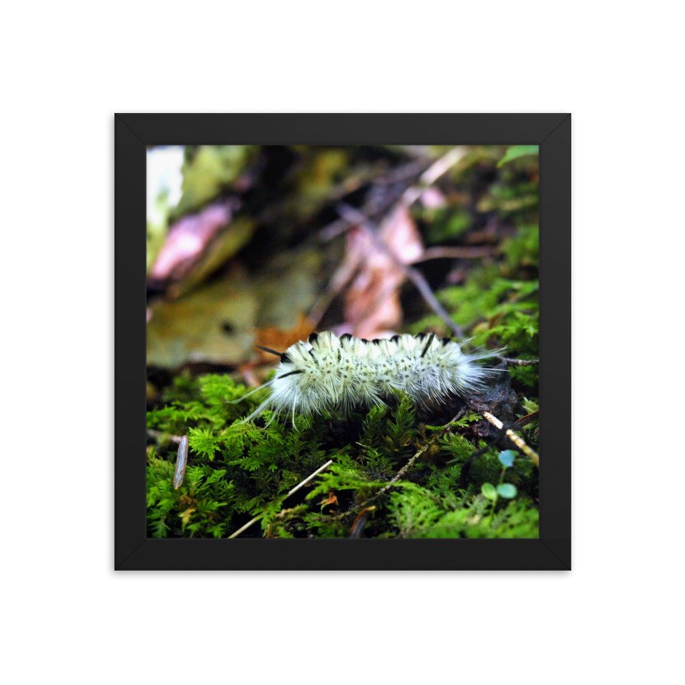 enhanced-matte-paper-framed-poster-(in)-black-10x10-transparent-622cb1bf88eb5.jpg