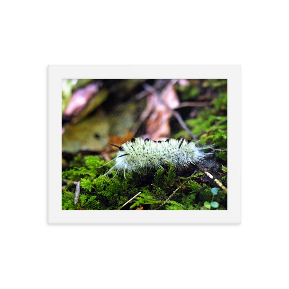 enhanced-matte-paper-framed-poster-(in)-white-8x10-transparent-622cb1bf88f80.jpg