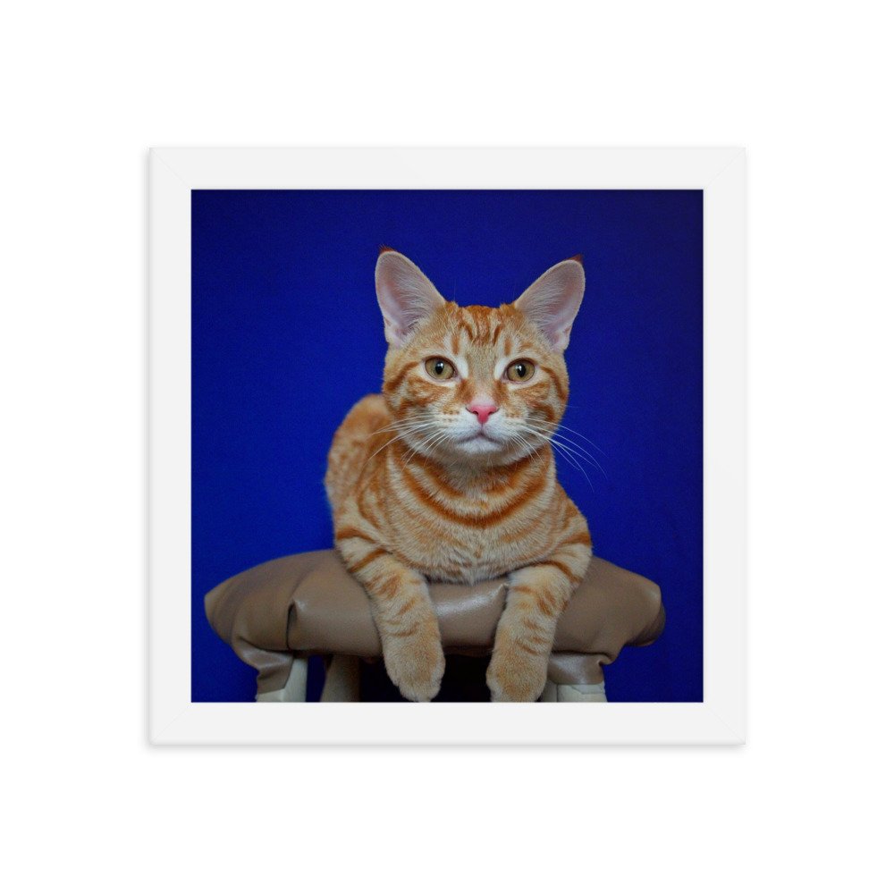 enhanced-matte-paper-framed-poster-(in)-white-10x10-transparent-622cb58b559ac.jpg