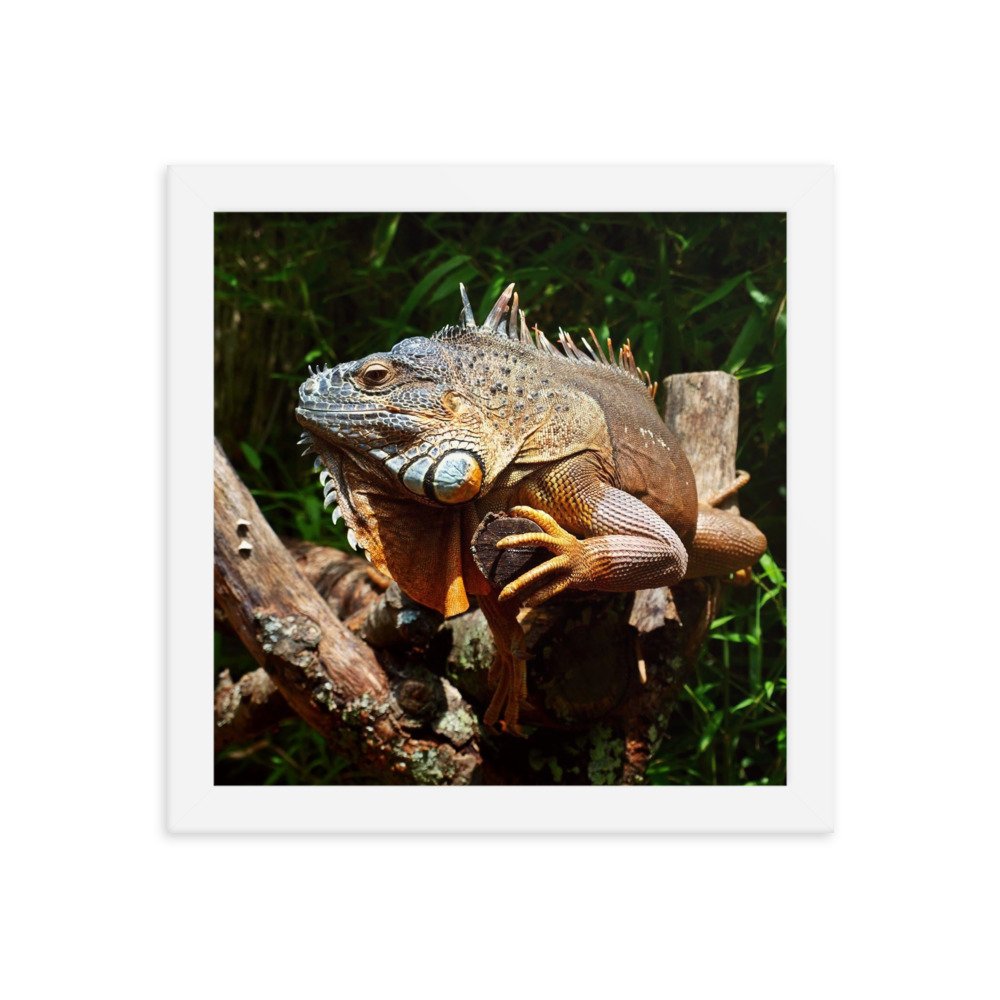 enhanced-matte-paper-framed-poster-(in)-white-10x10-transparent-622de8ea8428c.jpg