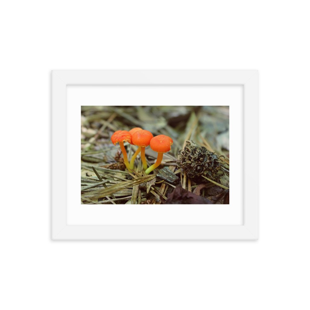 enhanced-matte-paper-framed-poster-(in)-white-8x10-transparent-622df66e449f6.jpg