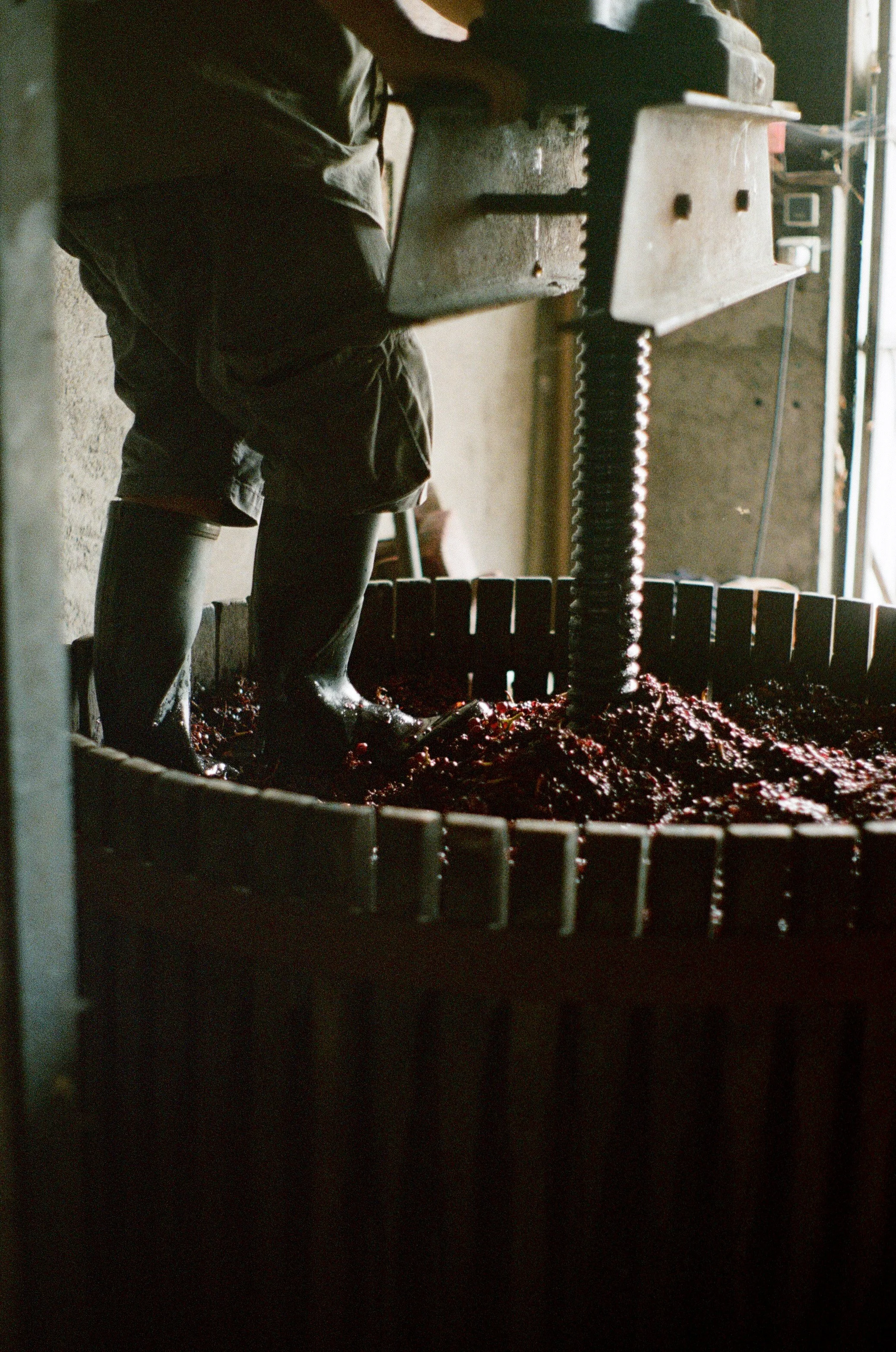 Photographie argentique reportage Domaine de la Paonnerie vignoble par Elodie Villalon