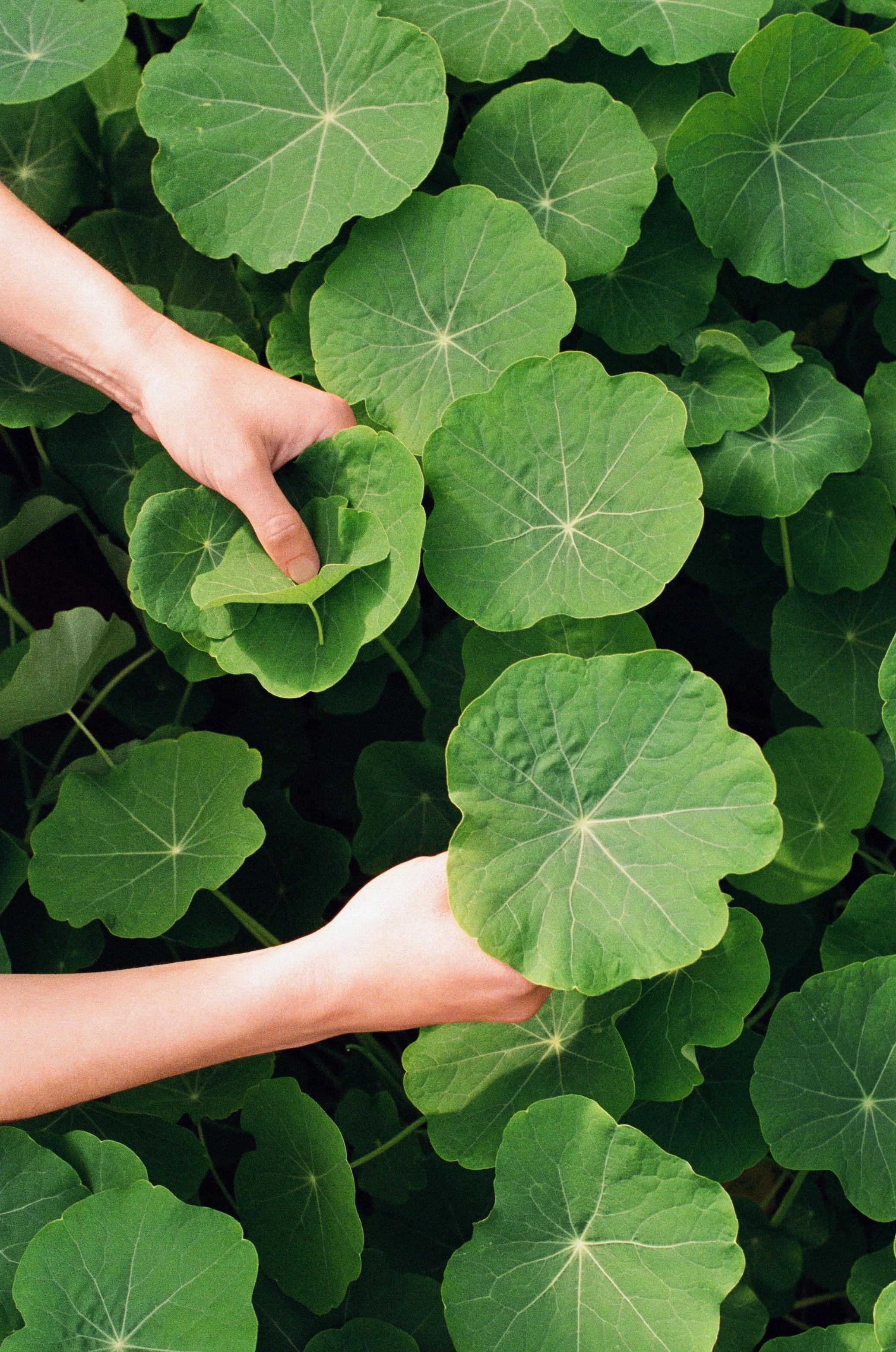 © Elodie Villalon.jpg