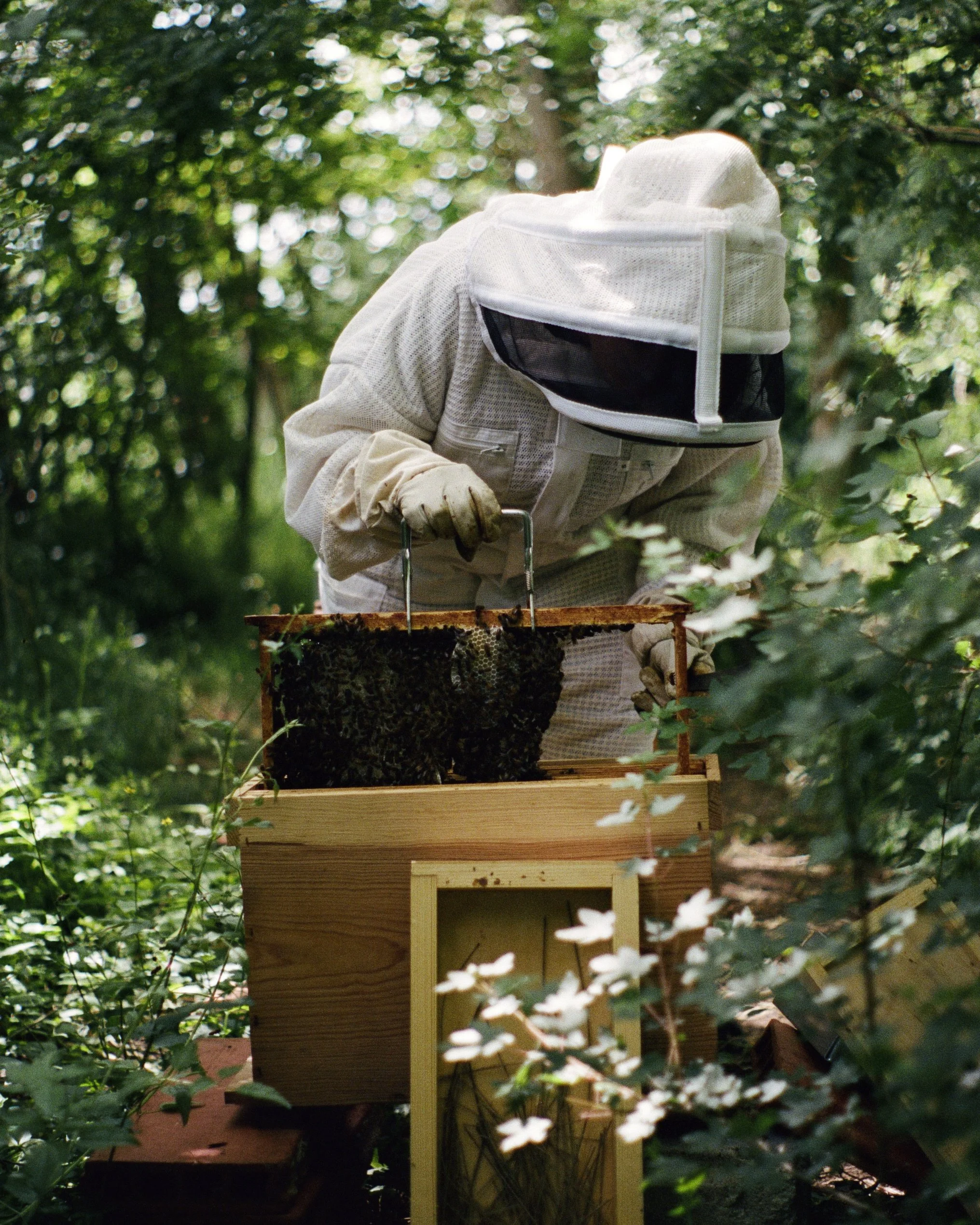 Photographie argentique reportage Apiculture artisanat par Elodie Villalon