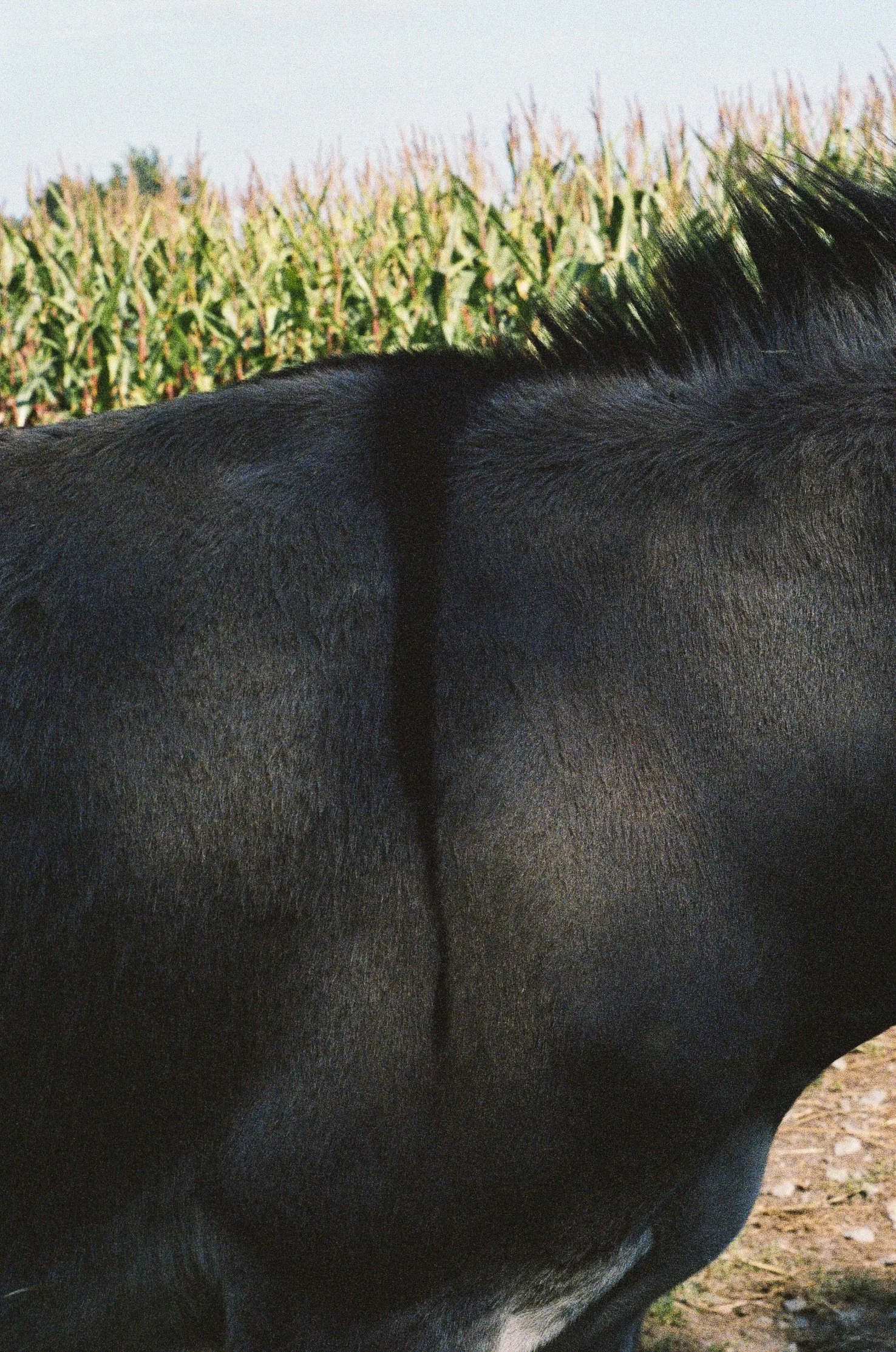 Villalon x Regain.jpg