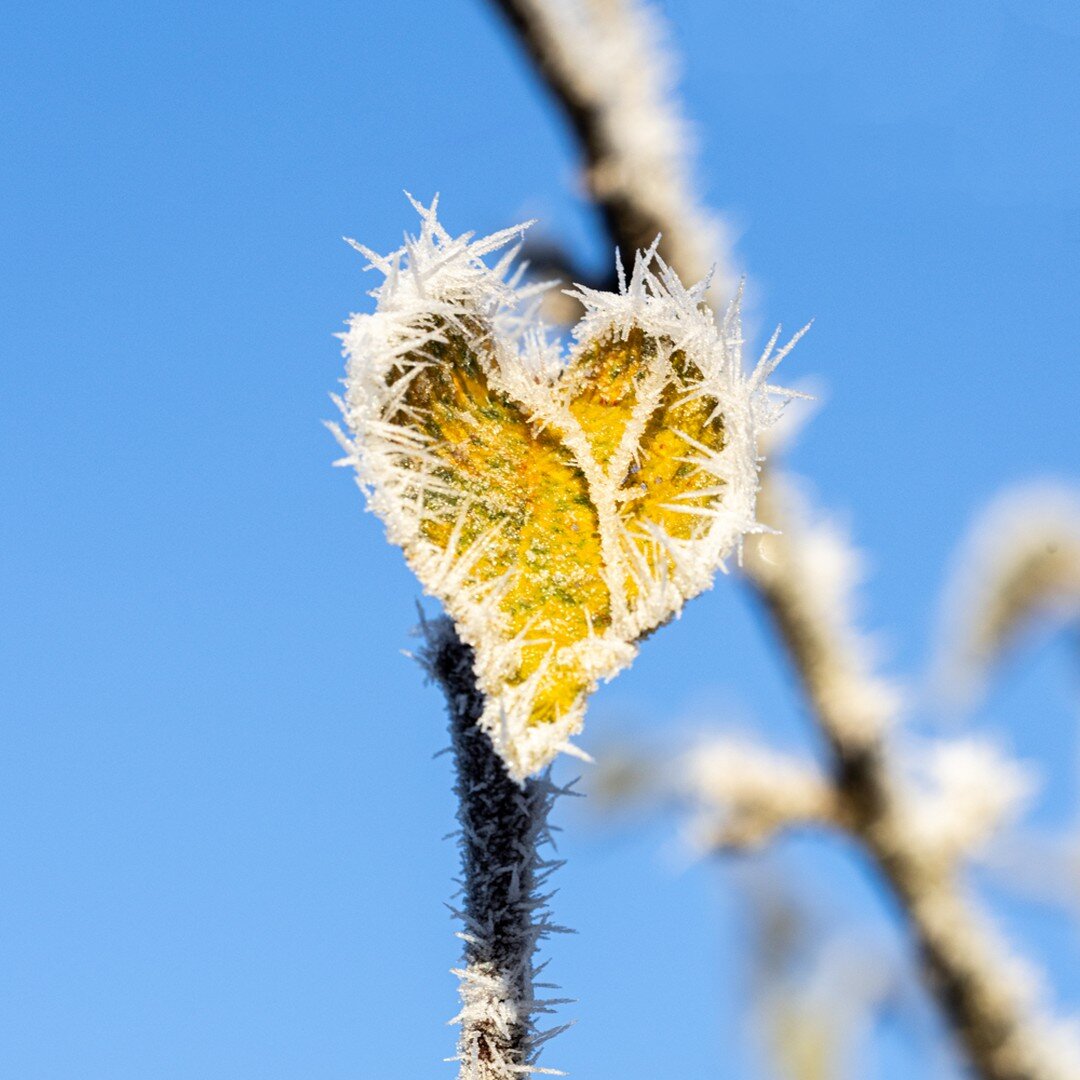 #hoarfrost #appletree #beautifulmorning #worthgettingoutofawarmbedfor