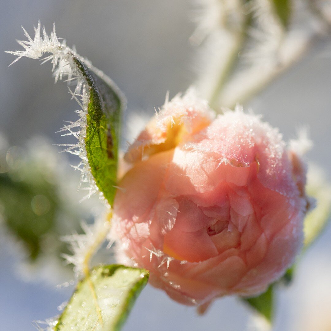 #frozenrose #oldnews #deepfrost #hoarfrost #winterlight