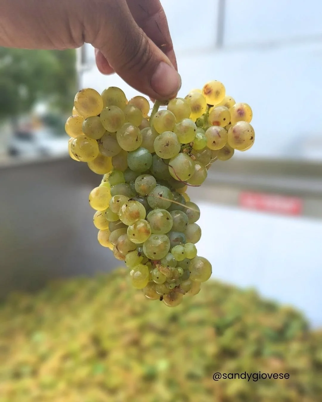 Small but mighty 🍇💪

Don&rsquo;t let size fool you&mdash;Grechetto, which makes up 60% of our Bianca Giovese brings all the peachy energy, Trebbiano (30%) keeps things crisp, while a splash of Sauvignon Blanc (10%) adds that beautiful chef&rsquo;s-