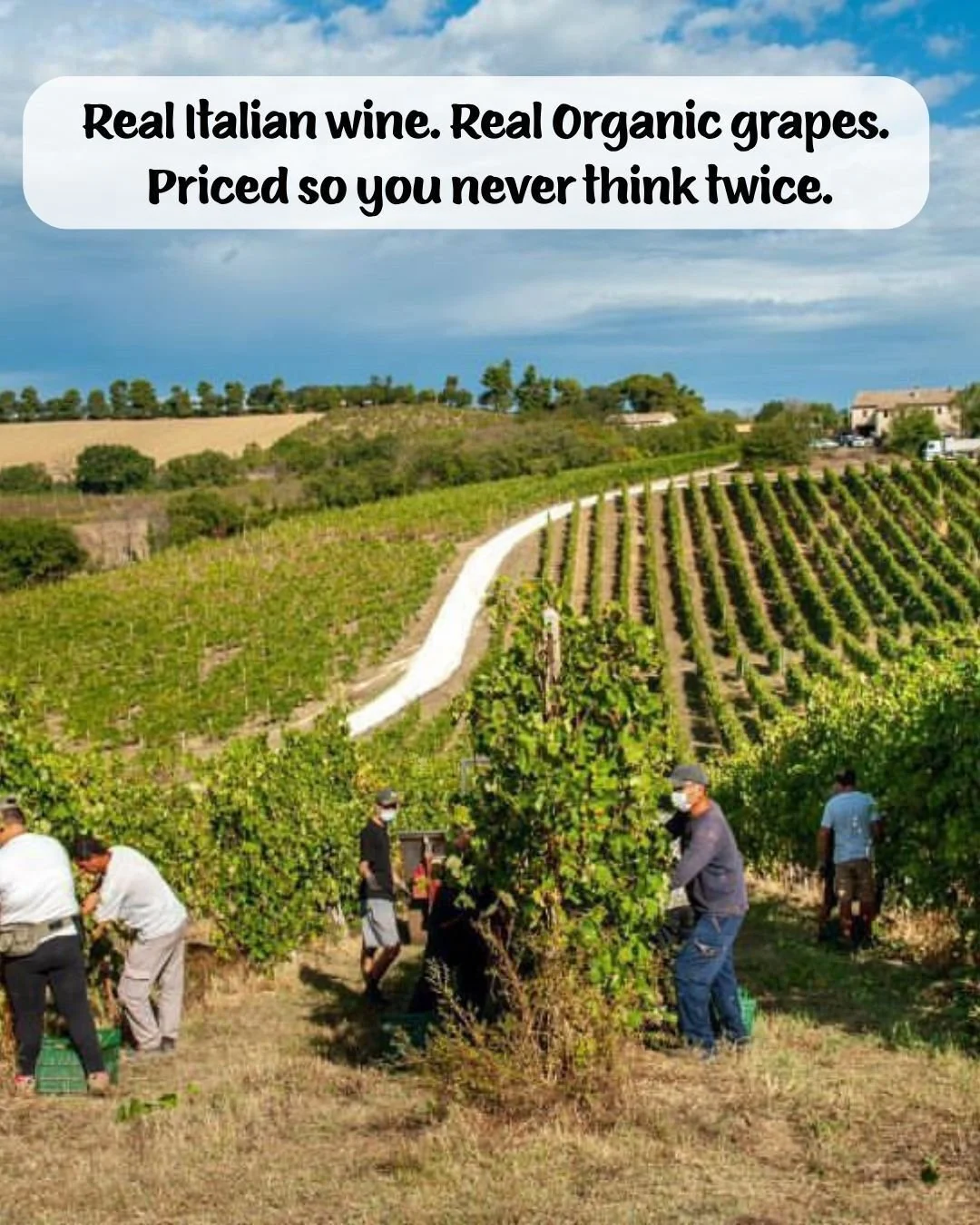 Four bottles worth of organically farmed Italian wine in one box that stays fresh for up to eight weeks, for just $34.99.

Made by a real winemaker, not a marketing team.

No calculating whether you're going to drink the whole bottle in the next few 