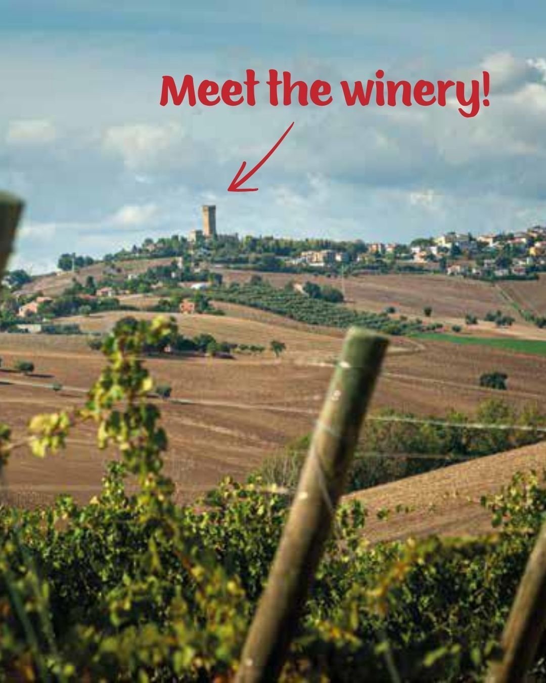 Unlike your Grandma's box wine, you can now get thoughtfully made, delicious wine out of a box. And we make it!

Meet @contidegliazzoni, a generations-long, family-owned winery in the town of Montefano, in the idyllic region of Le Marche in Central I